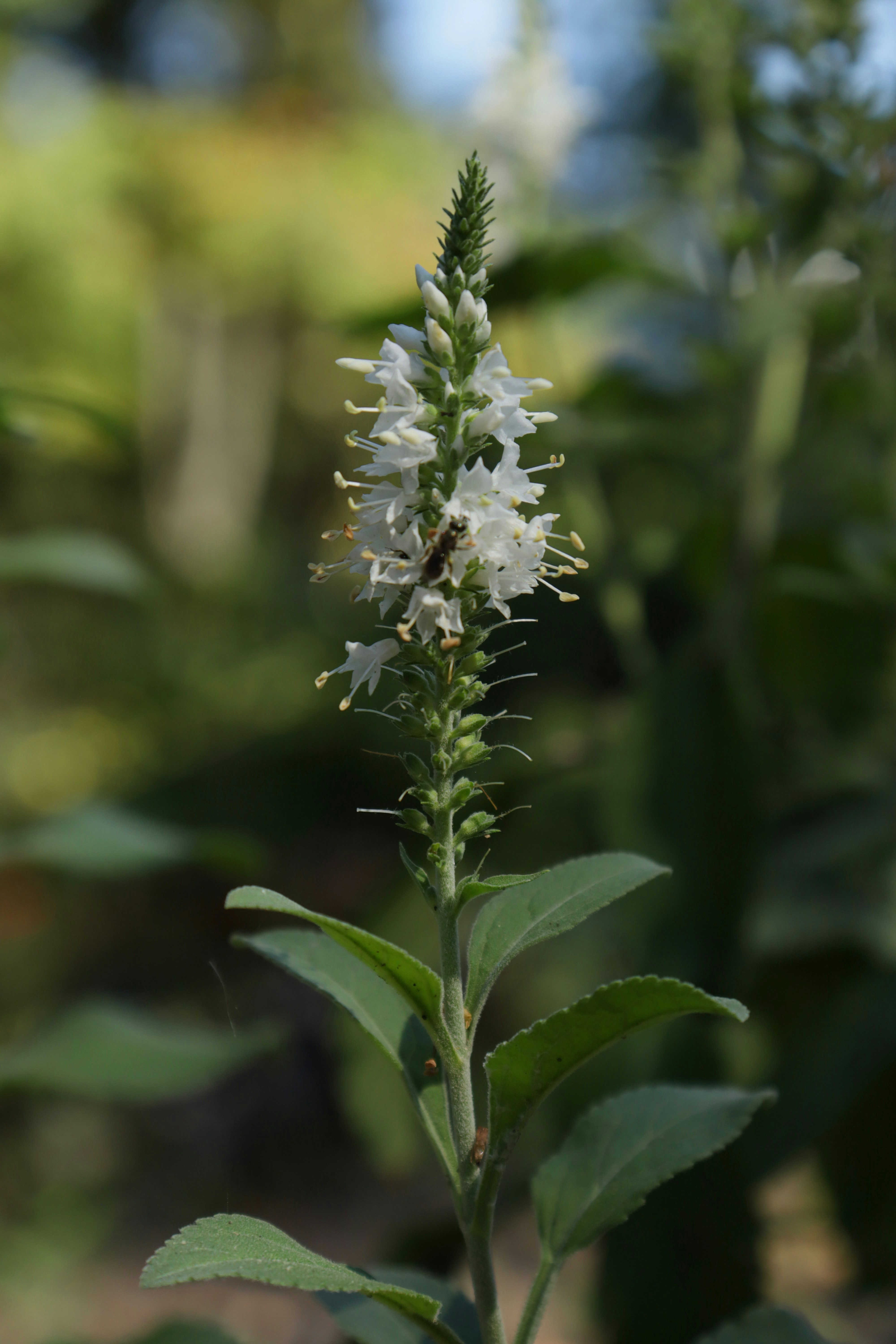 Photo by bored_mongoose