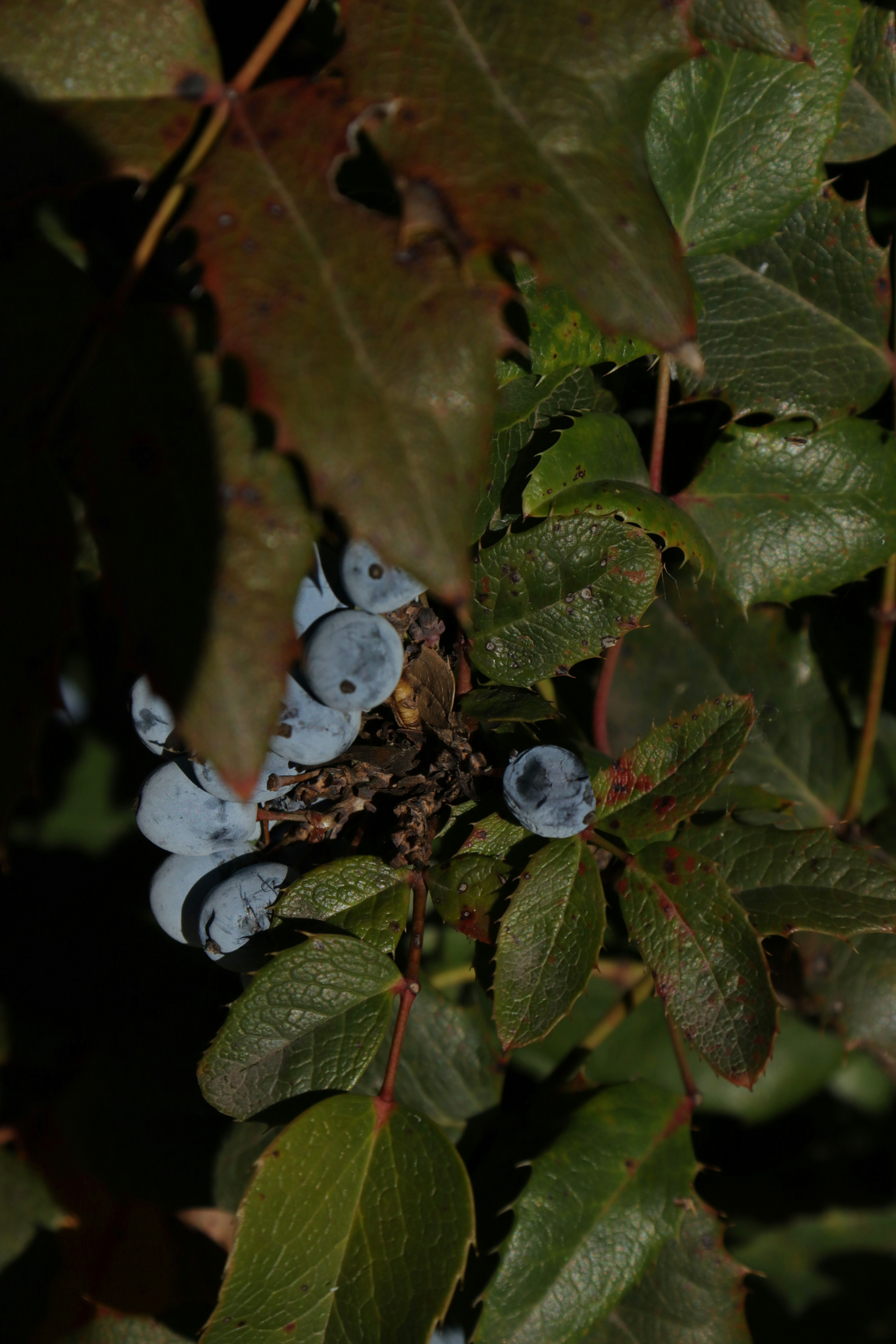 wild berries wallpaper, wallpaper, Foraging Wild Berries: A Responsible Guide 4