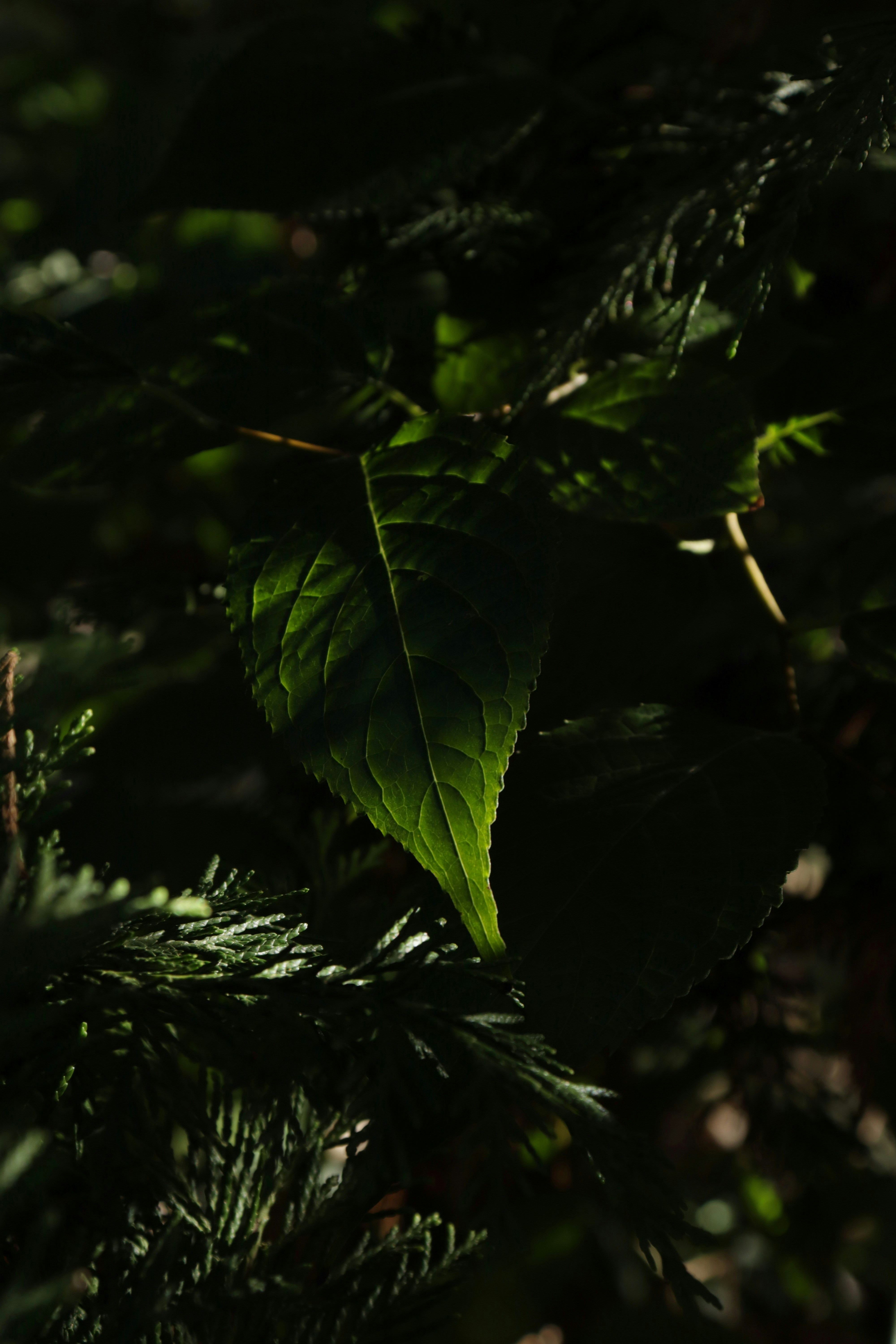 Photo by bored_mongoose