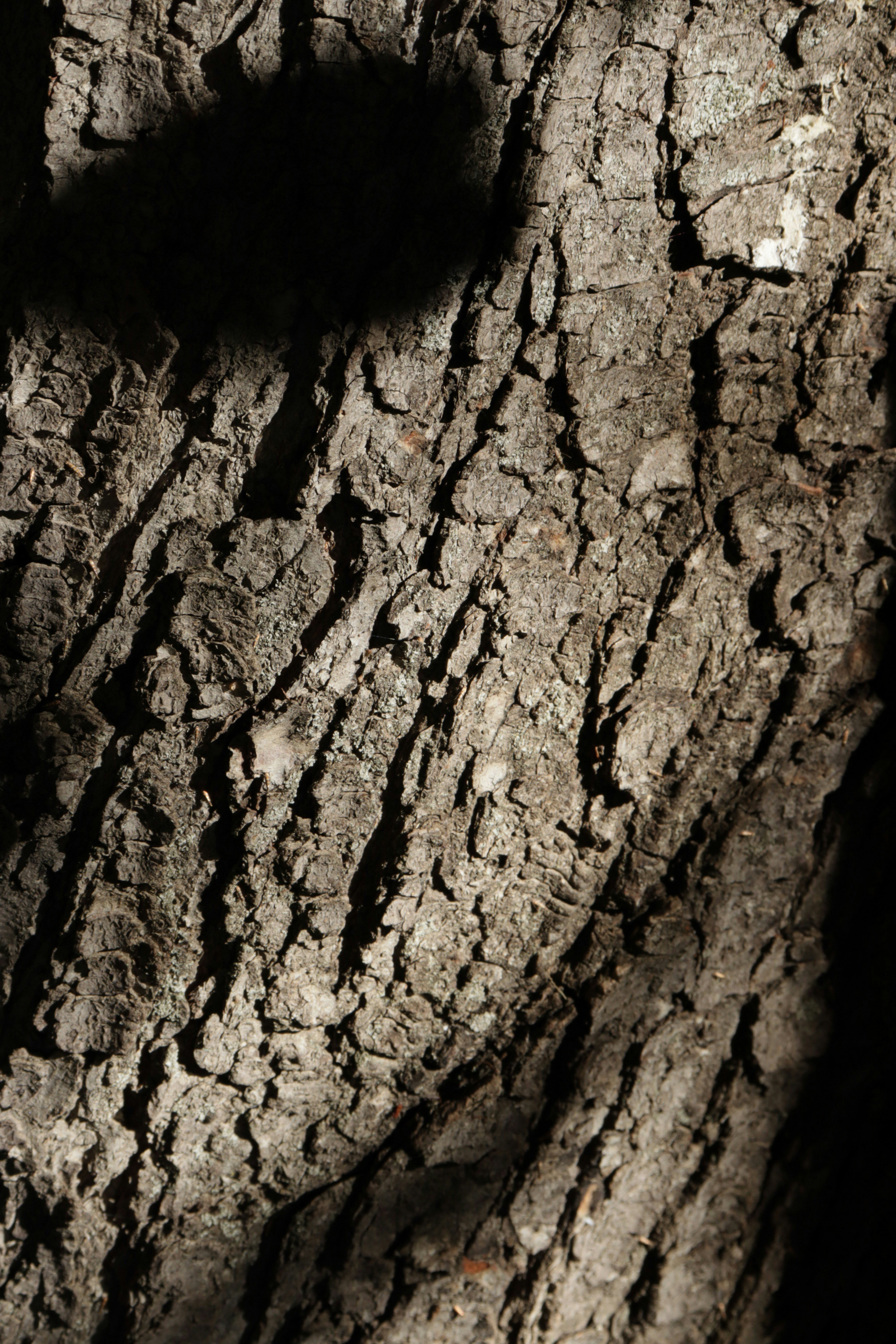 Photo by bored_mongoose