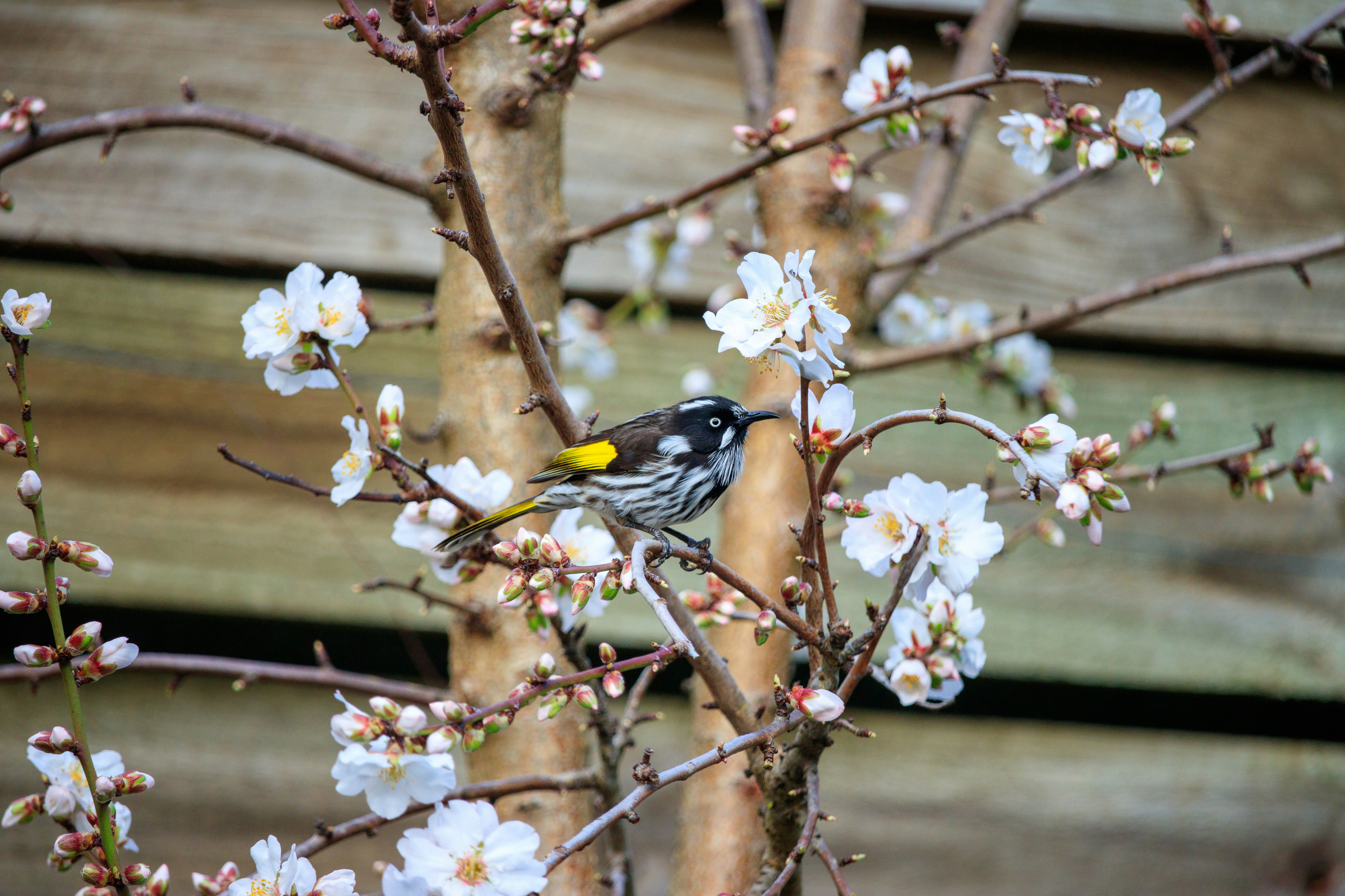 Um pequeno pássaro pousa em um galho de árvore florescendo.