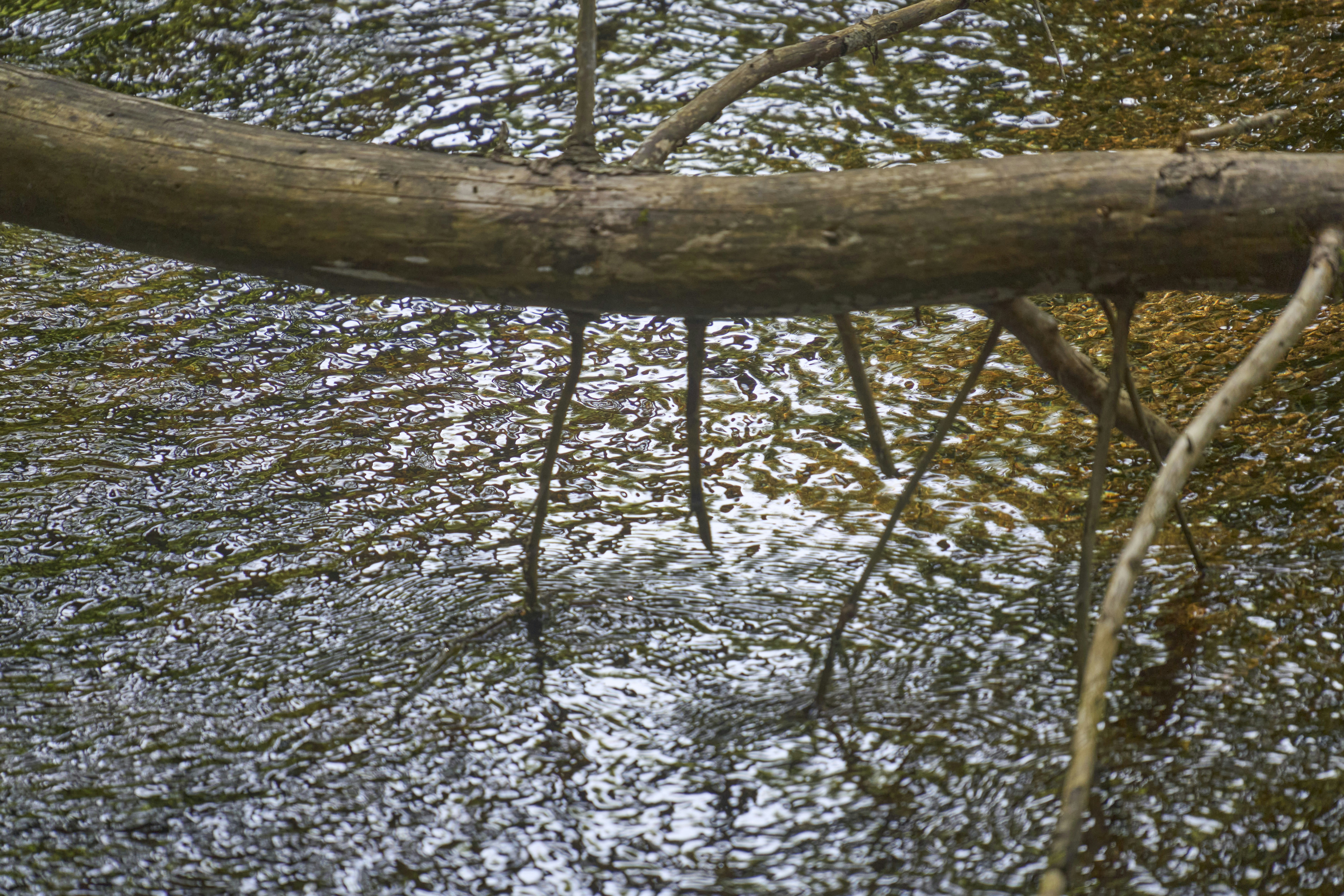 Photo by wolfgang_hasselmann