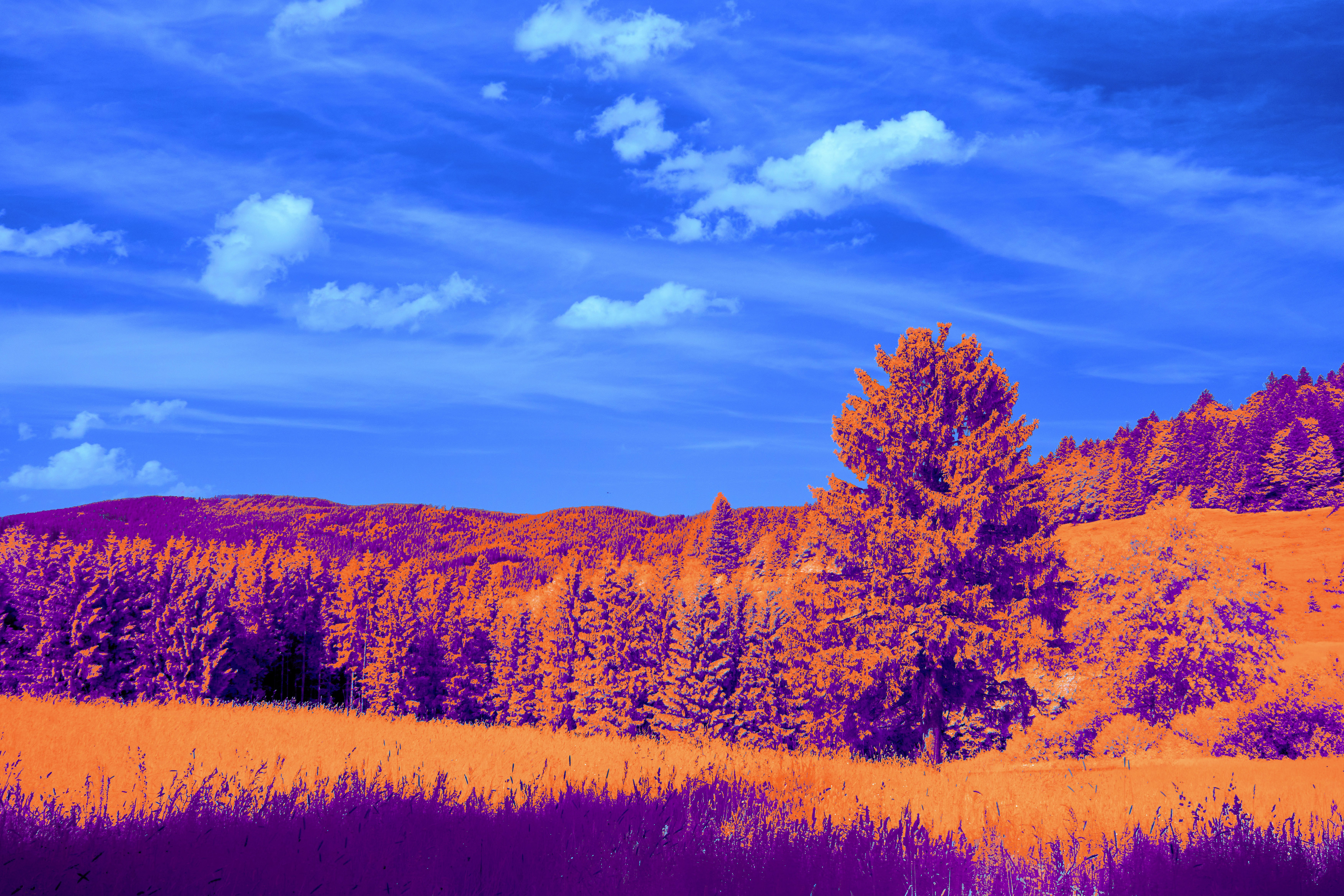 Photo by wolfgang_hasselmann