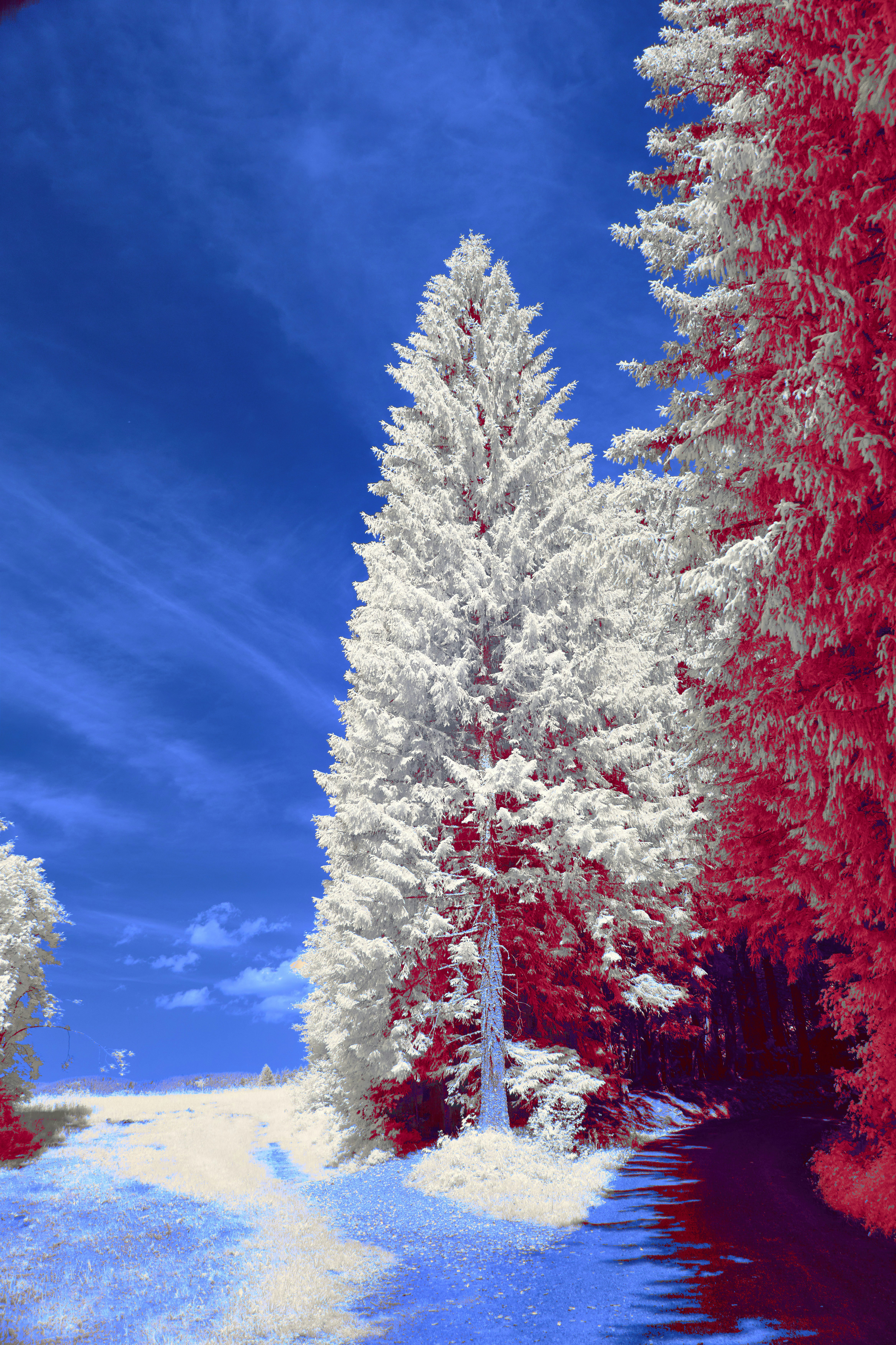 Photo by wolfgang_hasselmann