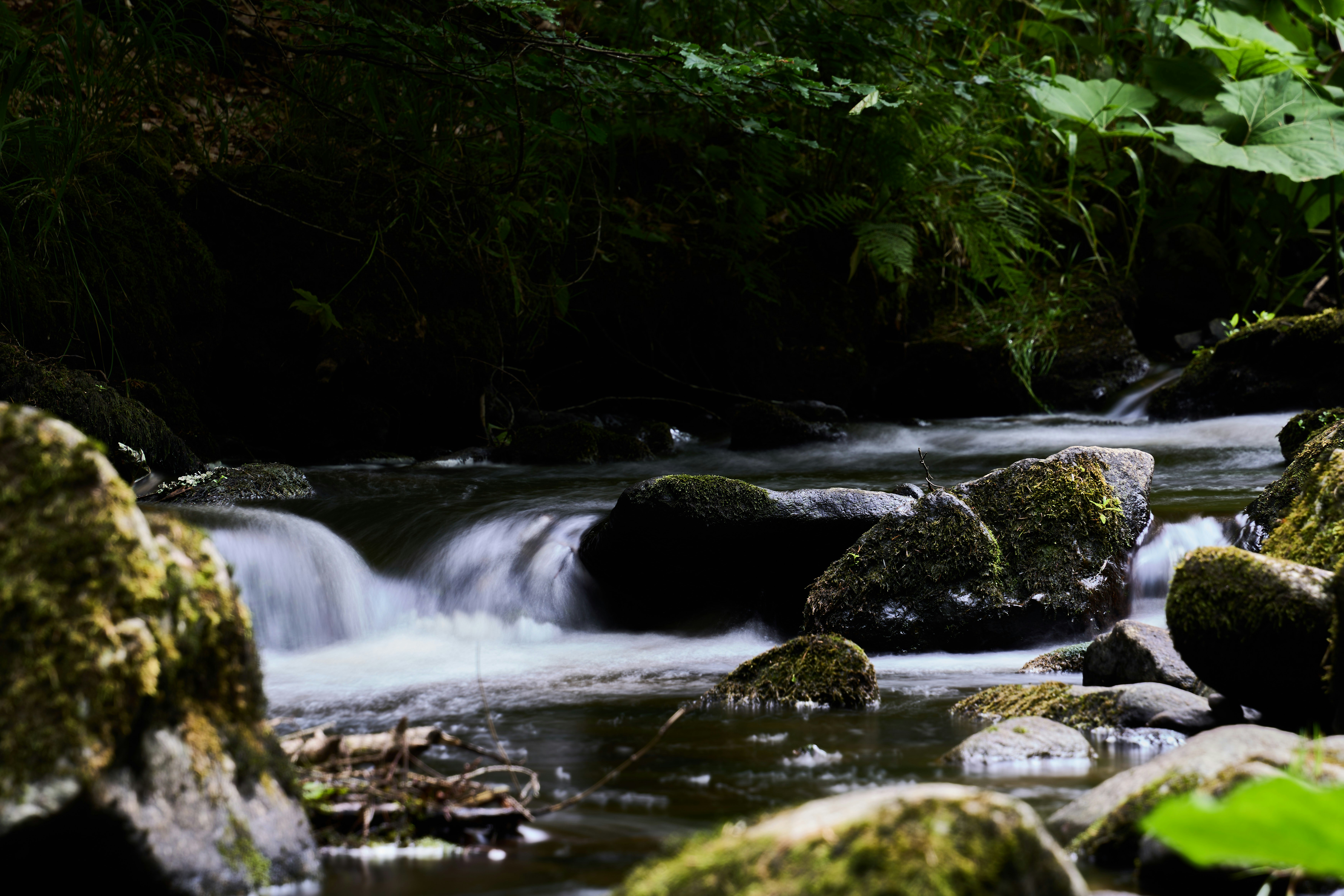 Photo by wolfgang_hasselmann