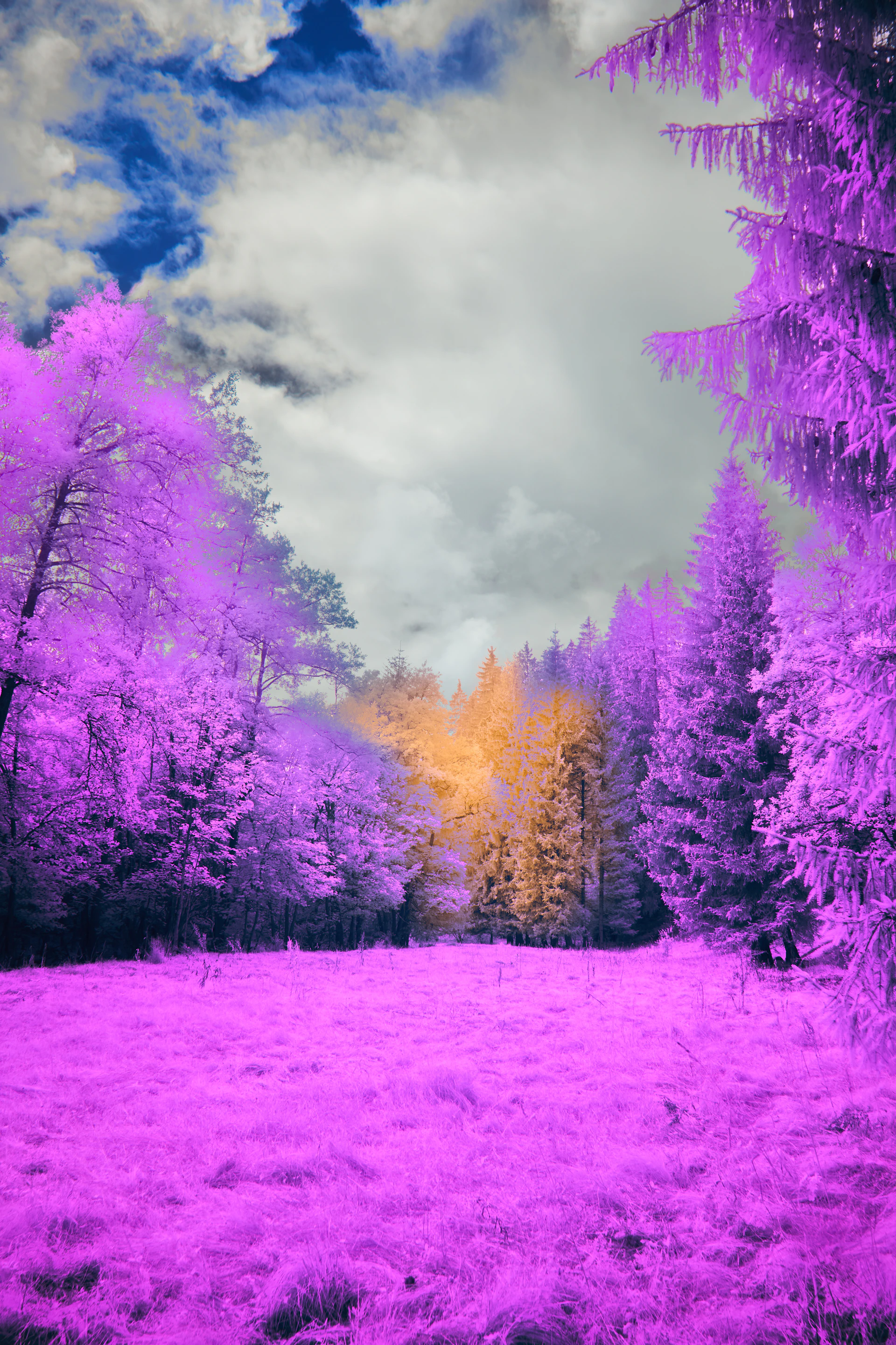Purple forest with orange trees under cloudy sky