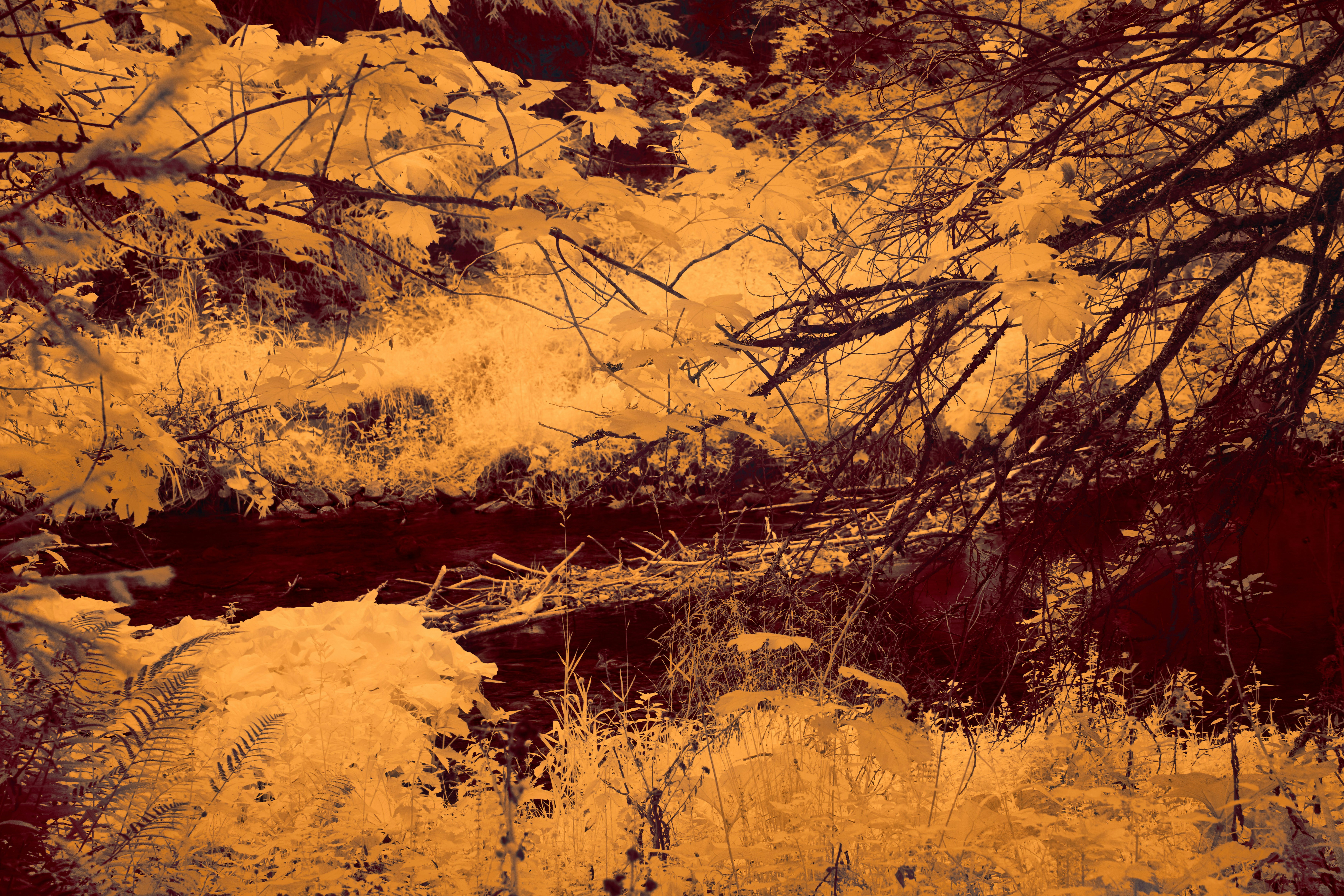 Photo by wolfgang_hasselmann