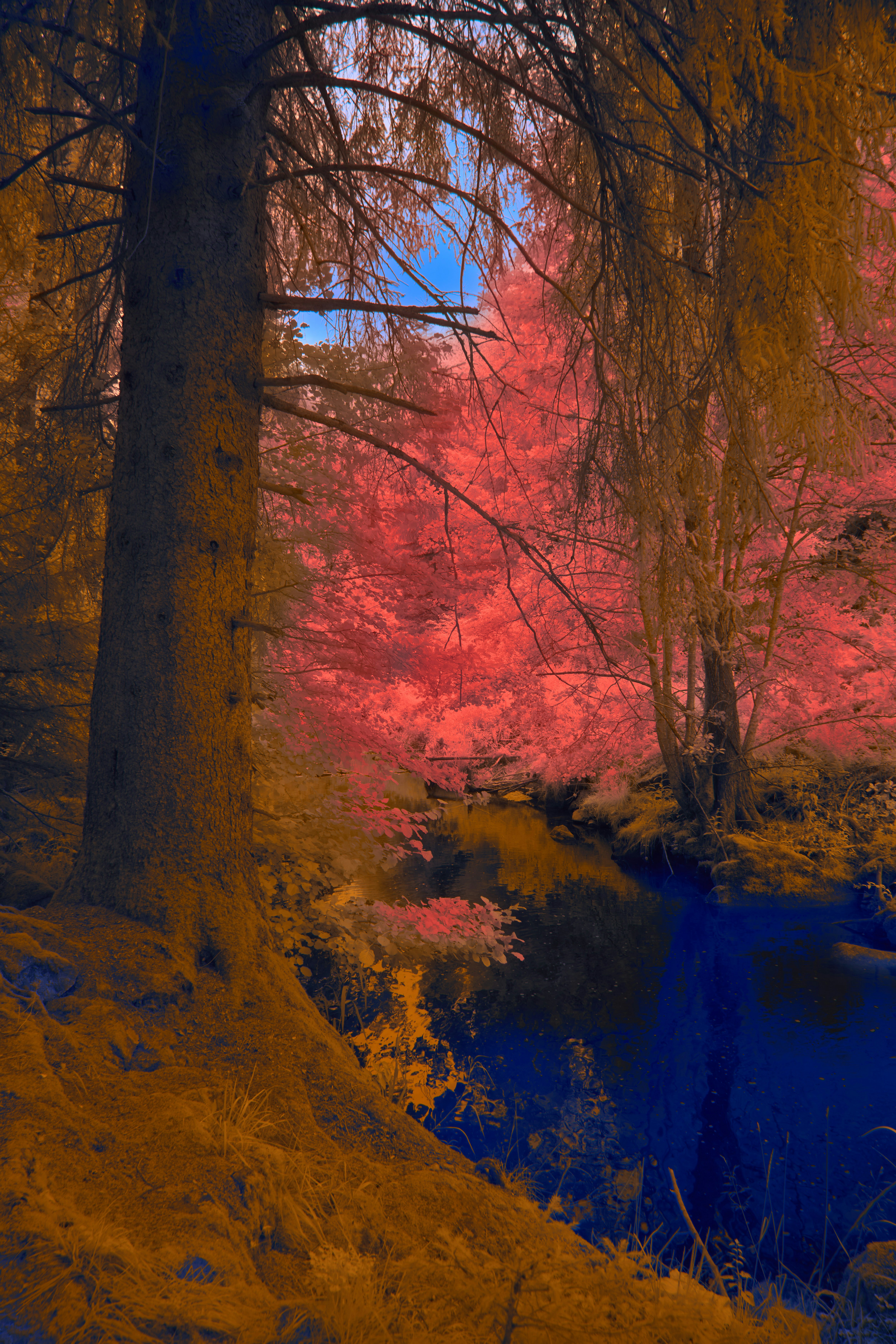 Photo by wolfgang_hasselmann