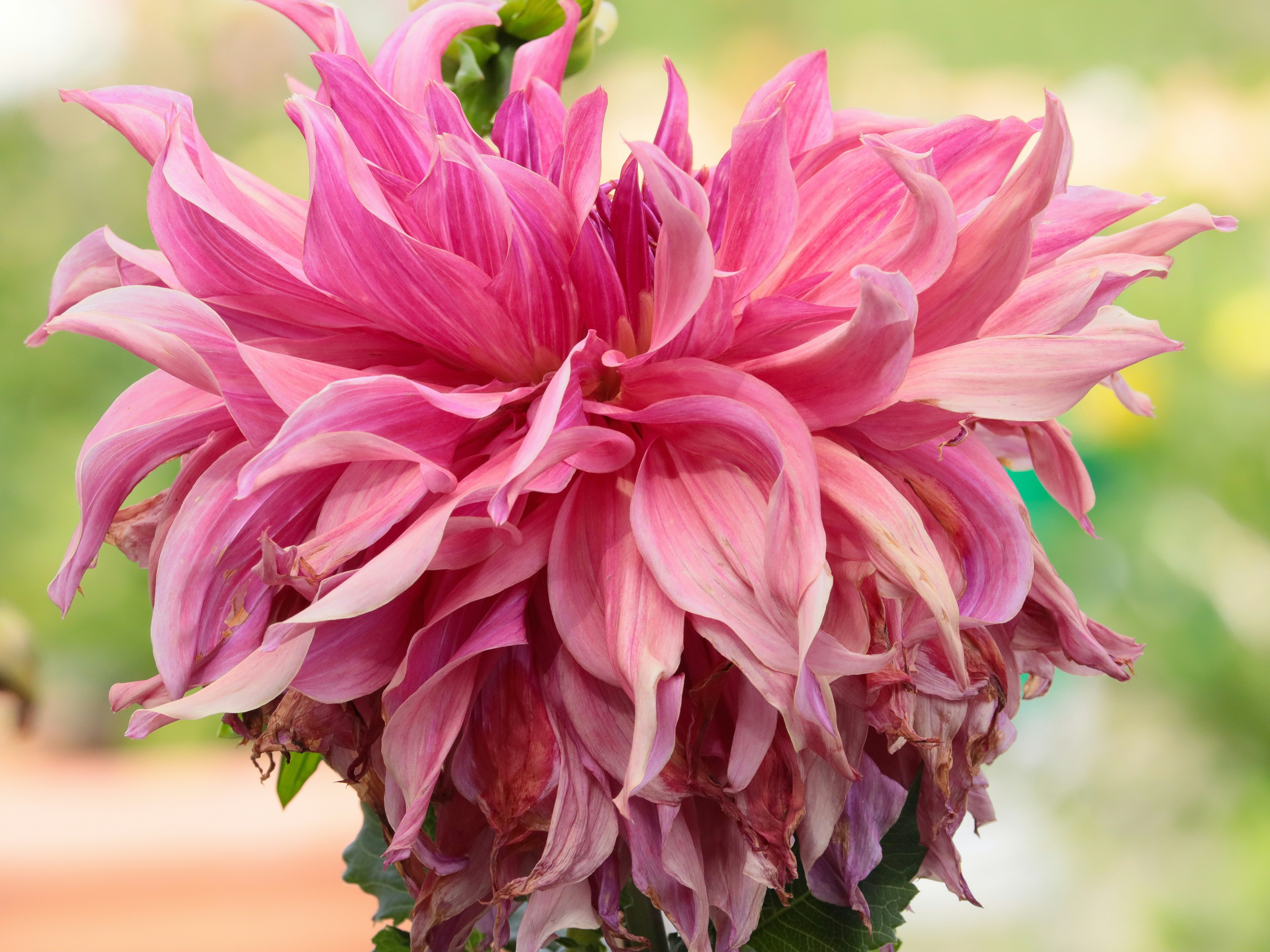 Fotomural A large pink dahlia flower with wilting petals