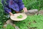 Person gathering fresh greens in a garden