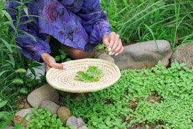 Person gathering fresh greens in a garden
