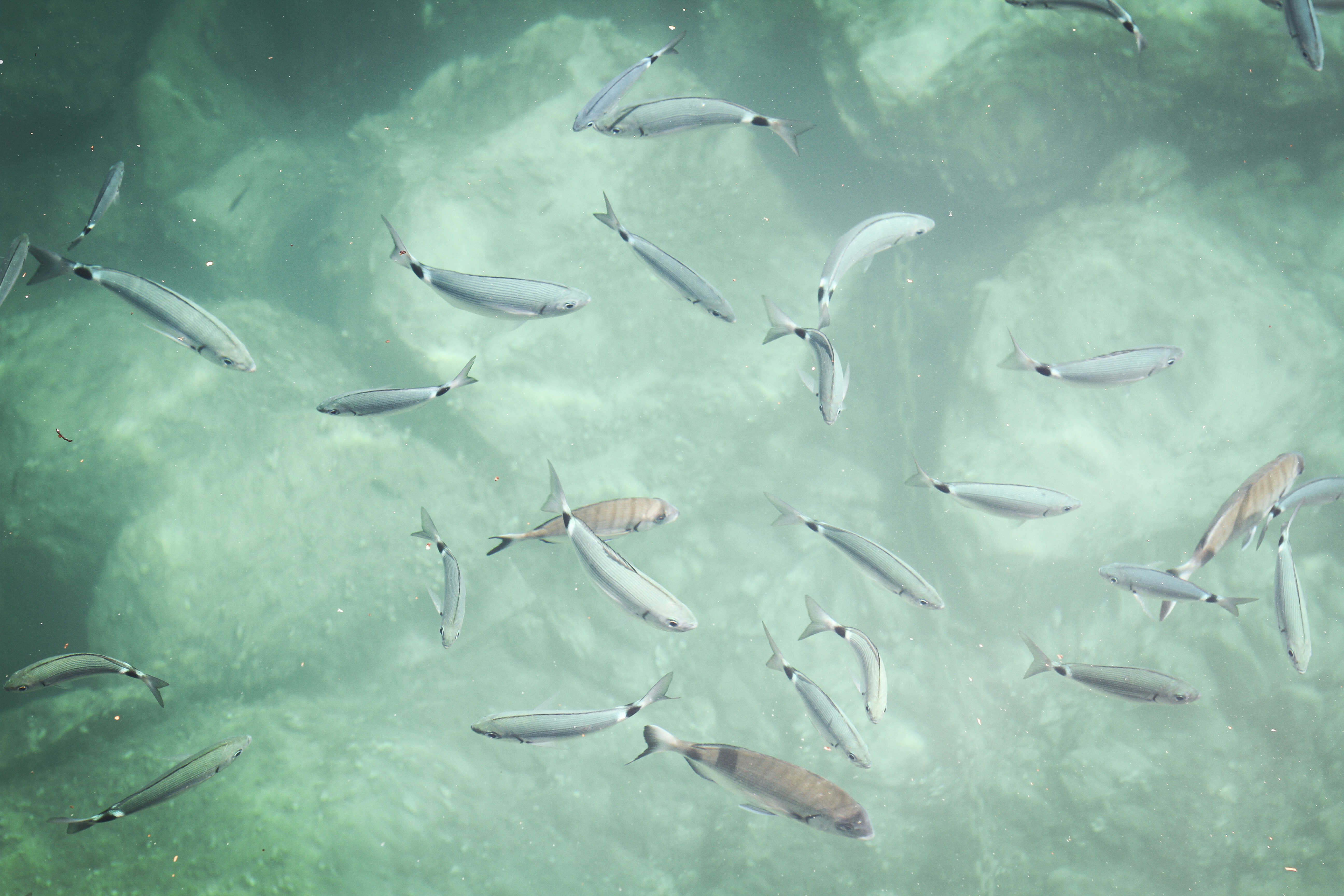 Monaco-Ville – Budgeting & Cost Expectations