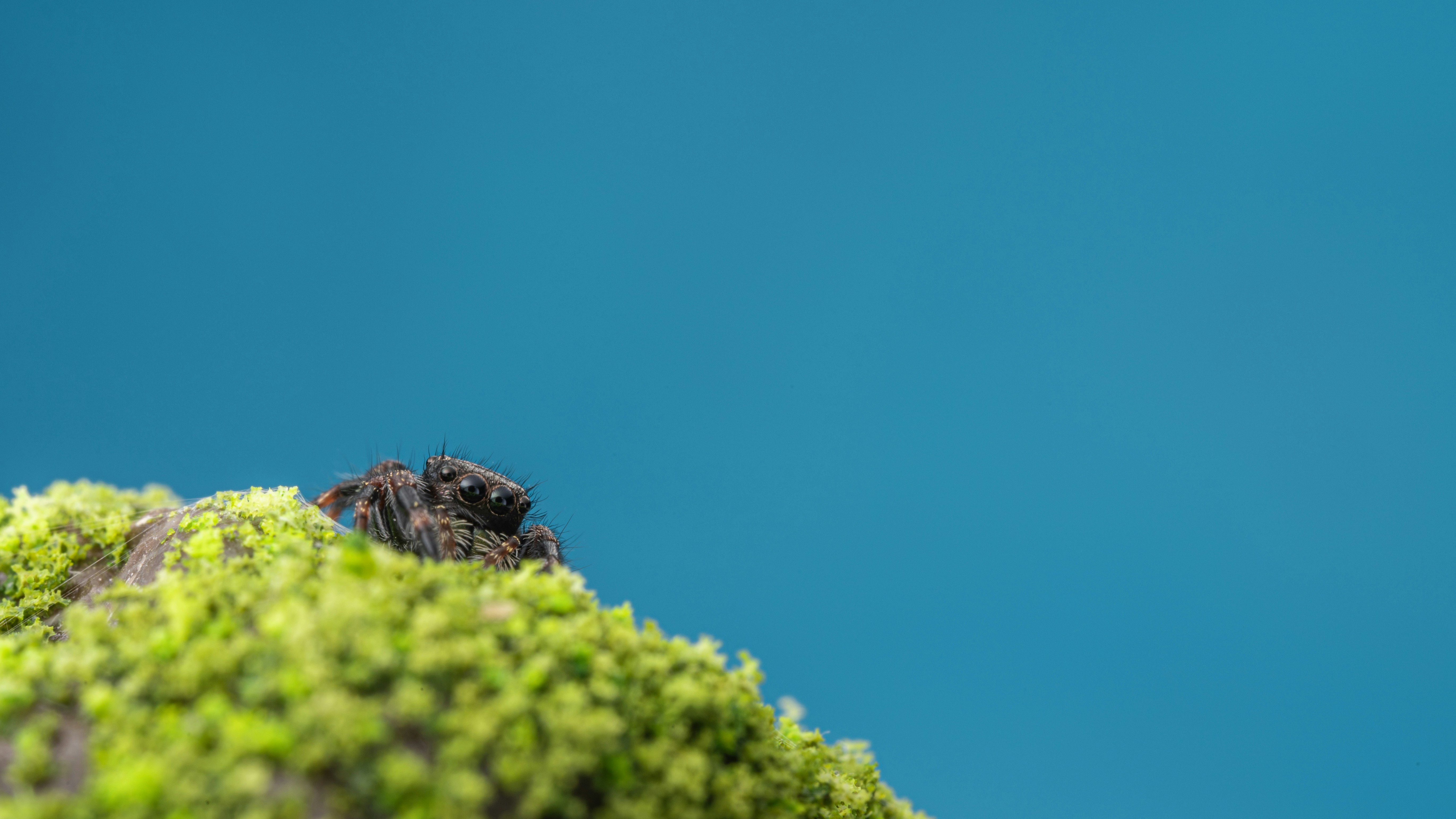 Photo by peek_a_boo_who