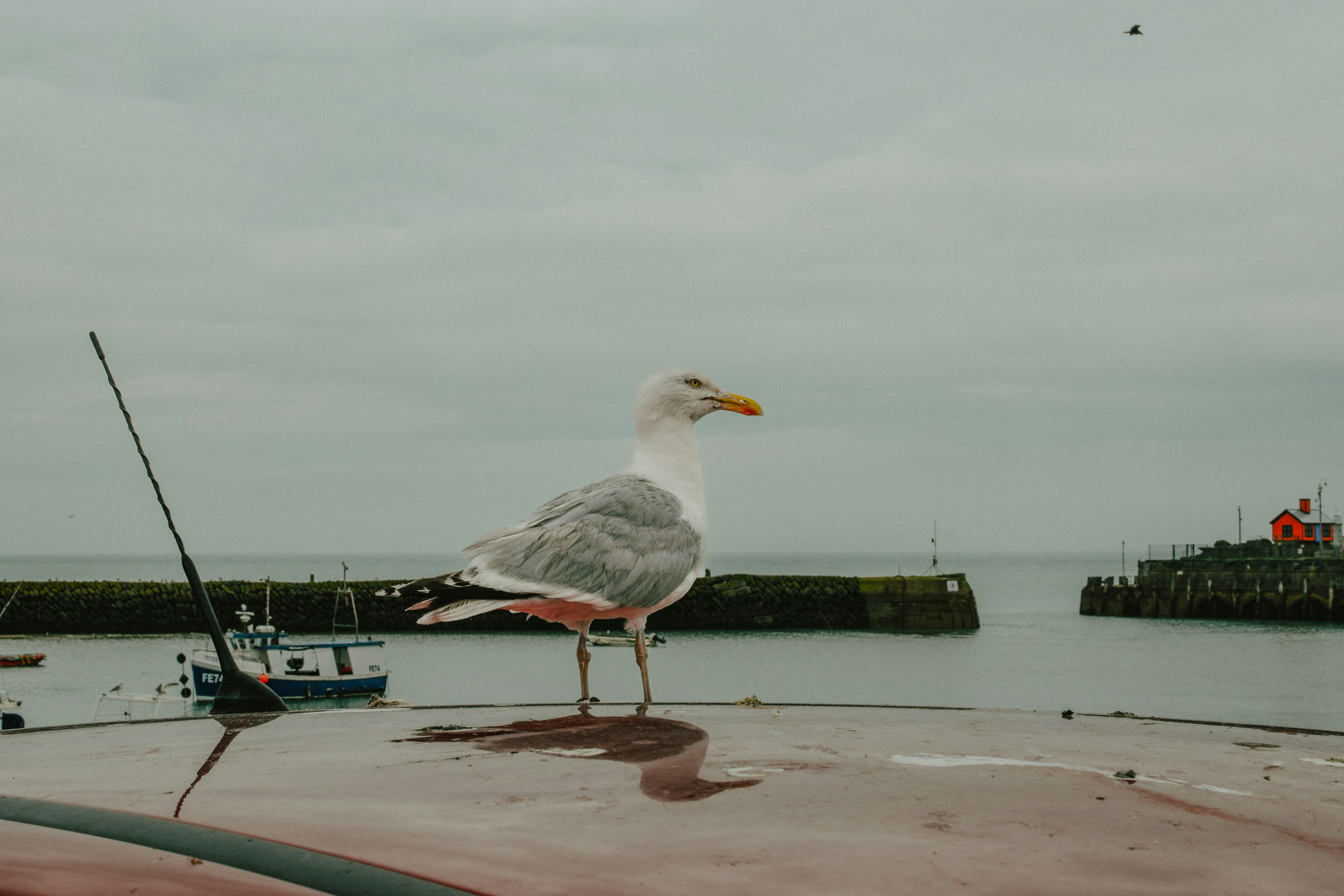 Möwe sitzt auf einem Auto mit Hafenhintergrund