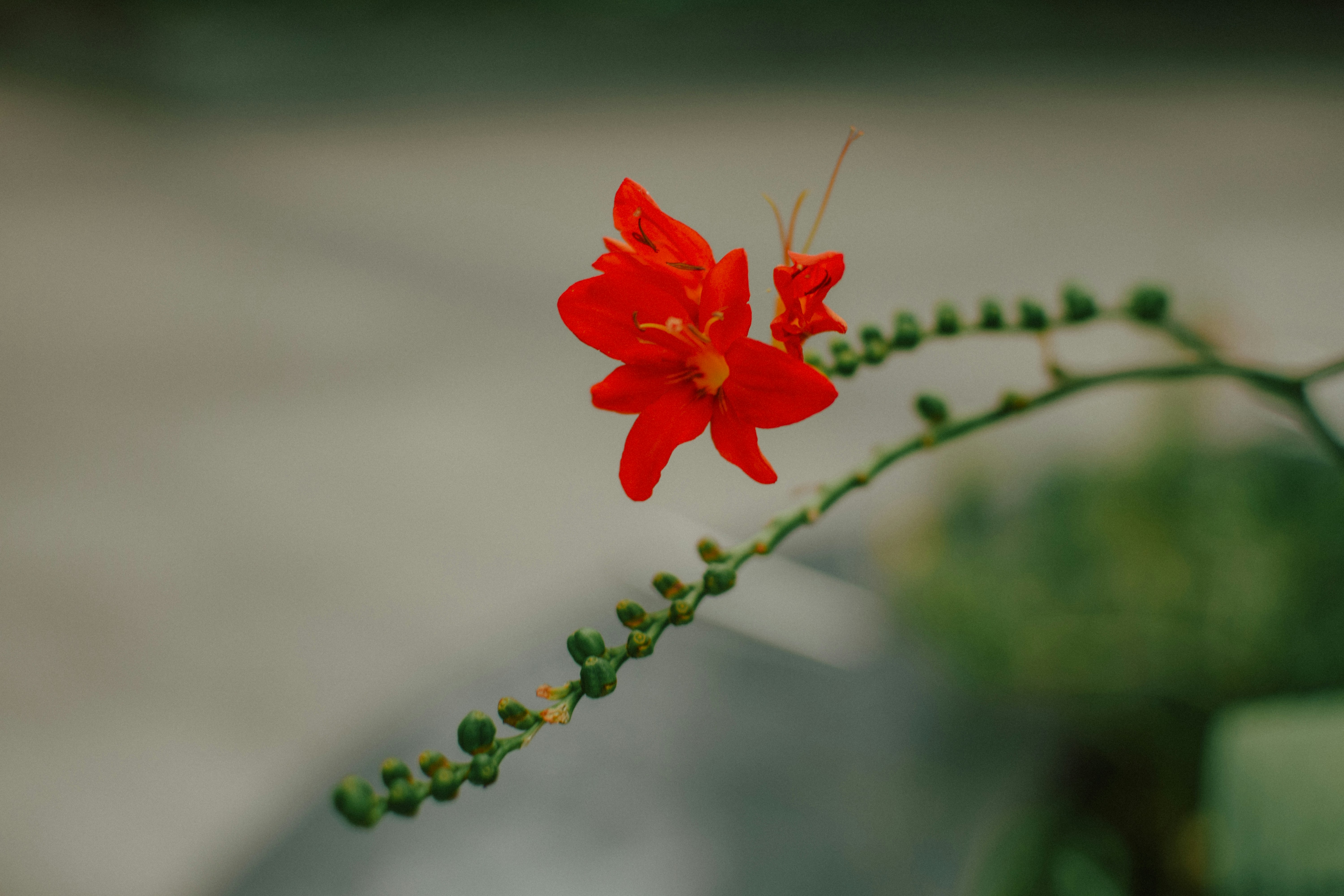 Eine zarte rote Blüte mit grünen Knospen an einem Zweig.