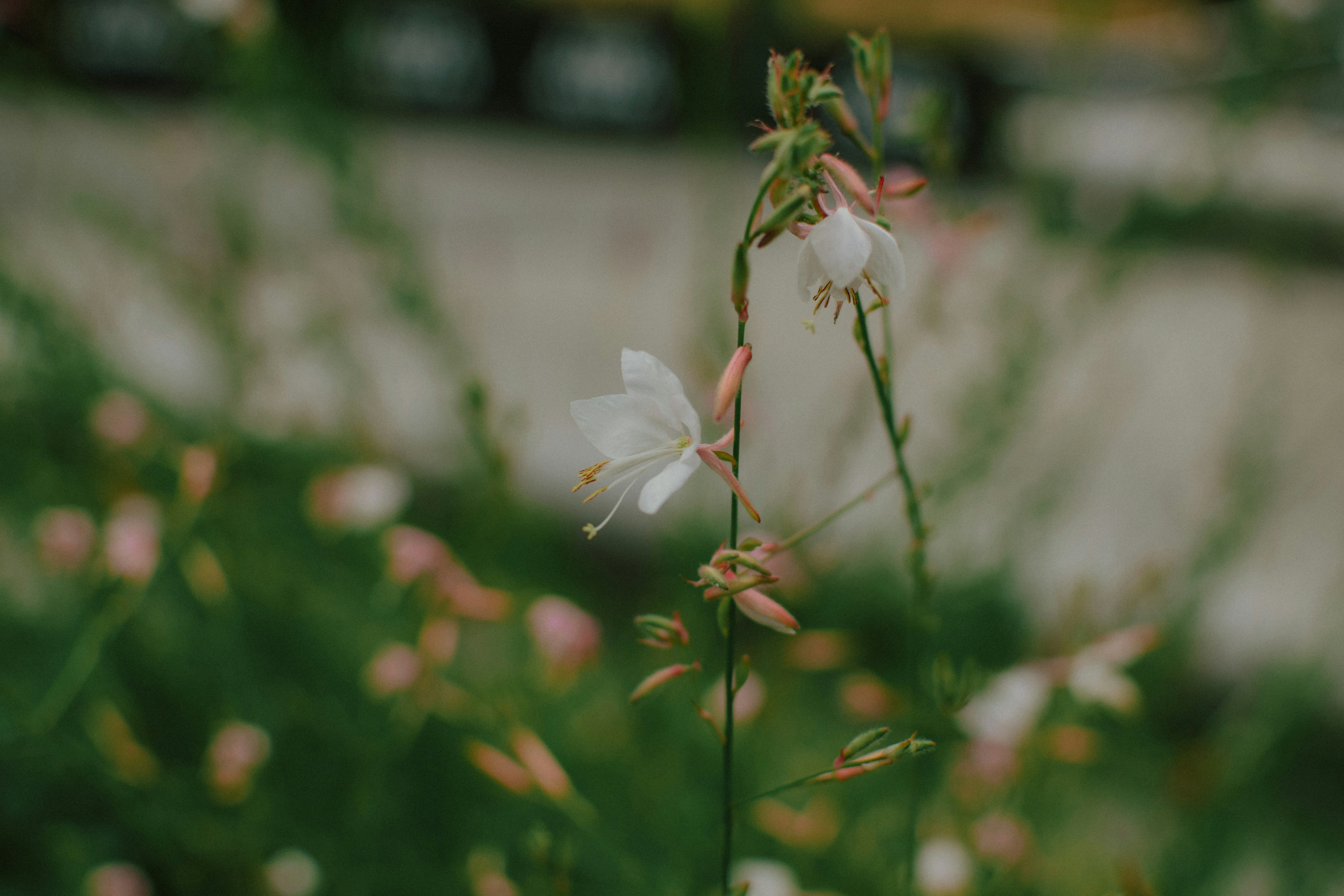 Photo by mohnishlandge