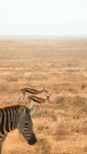 Zebra and young springbok grazing at the Reubens Choice Bio Reserve Cape Town