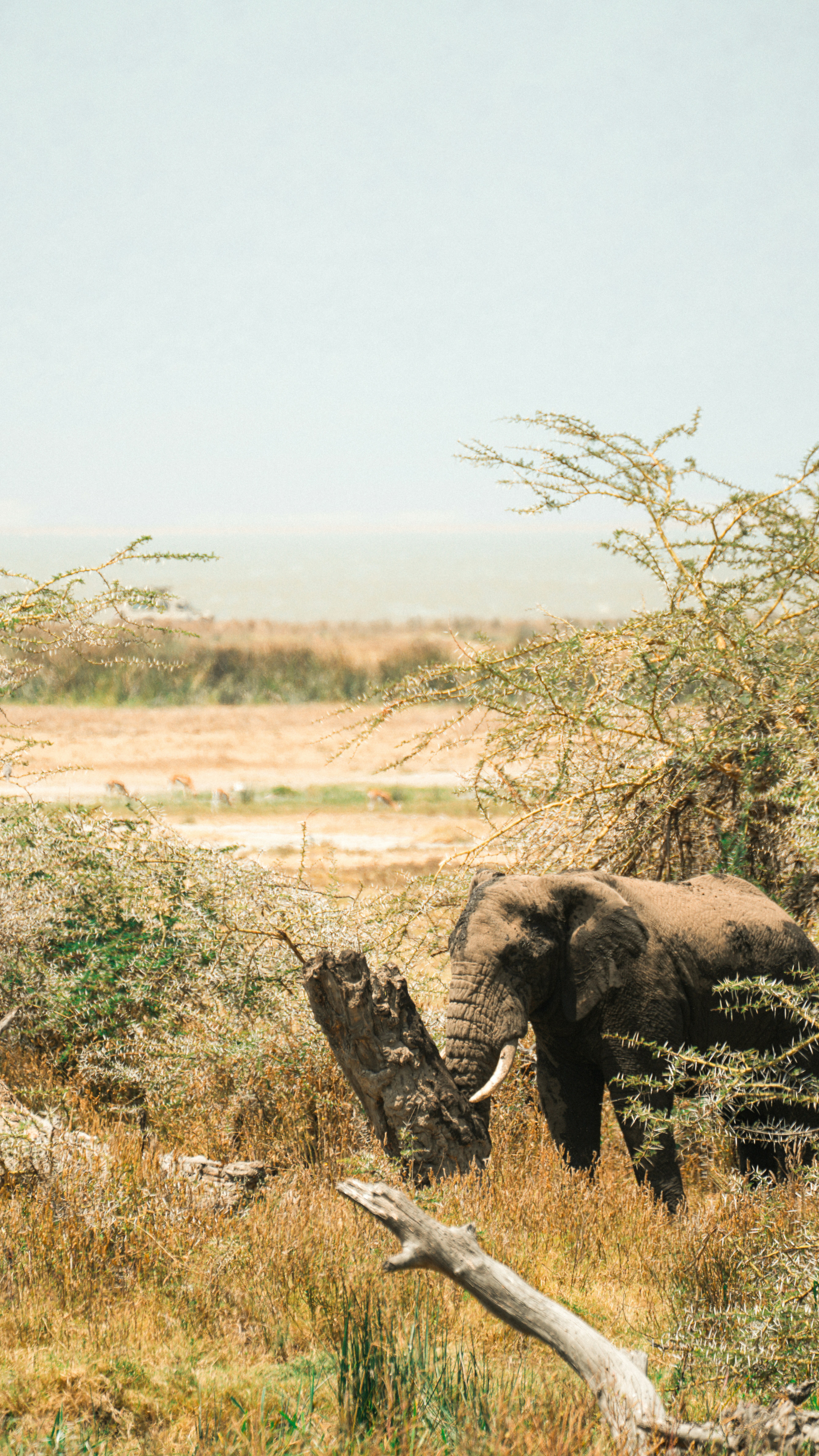 An elephant stands near a dead tree in a dry landscape.