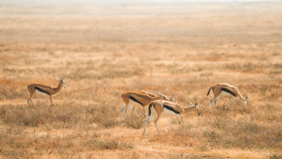 Dry savanna grassland