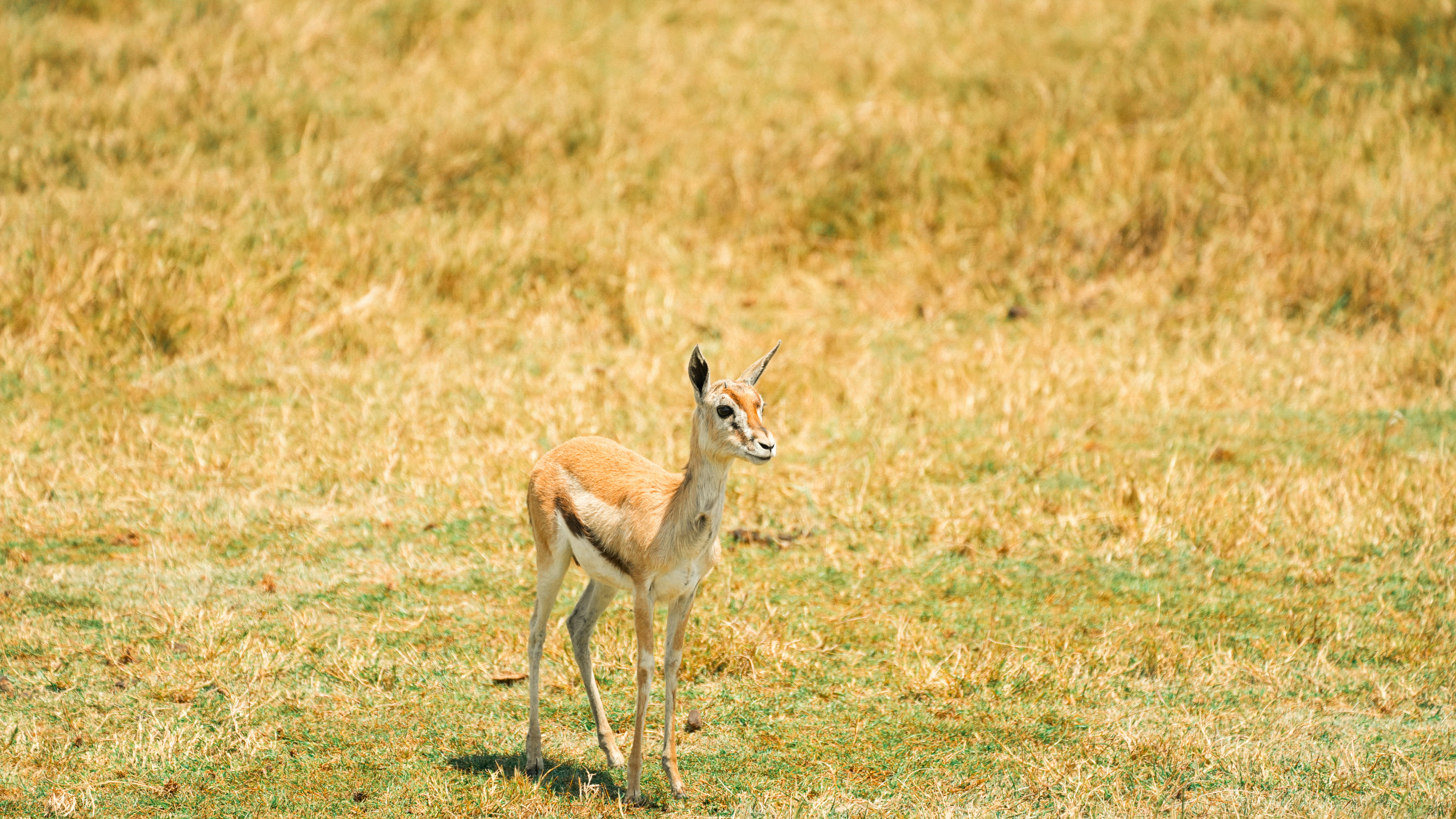 Photo by alexningphotography