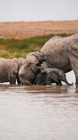 A herd of elephants wading through water