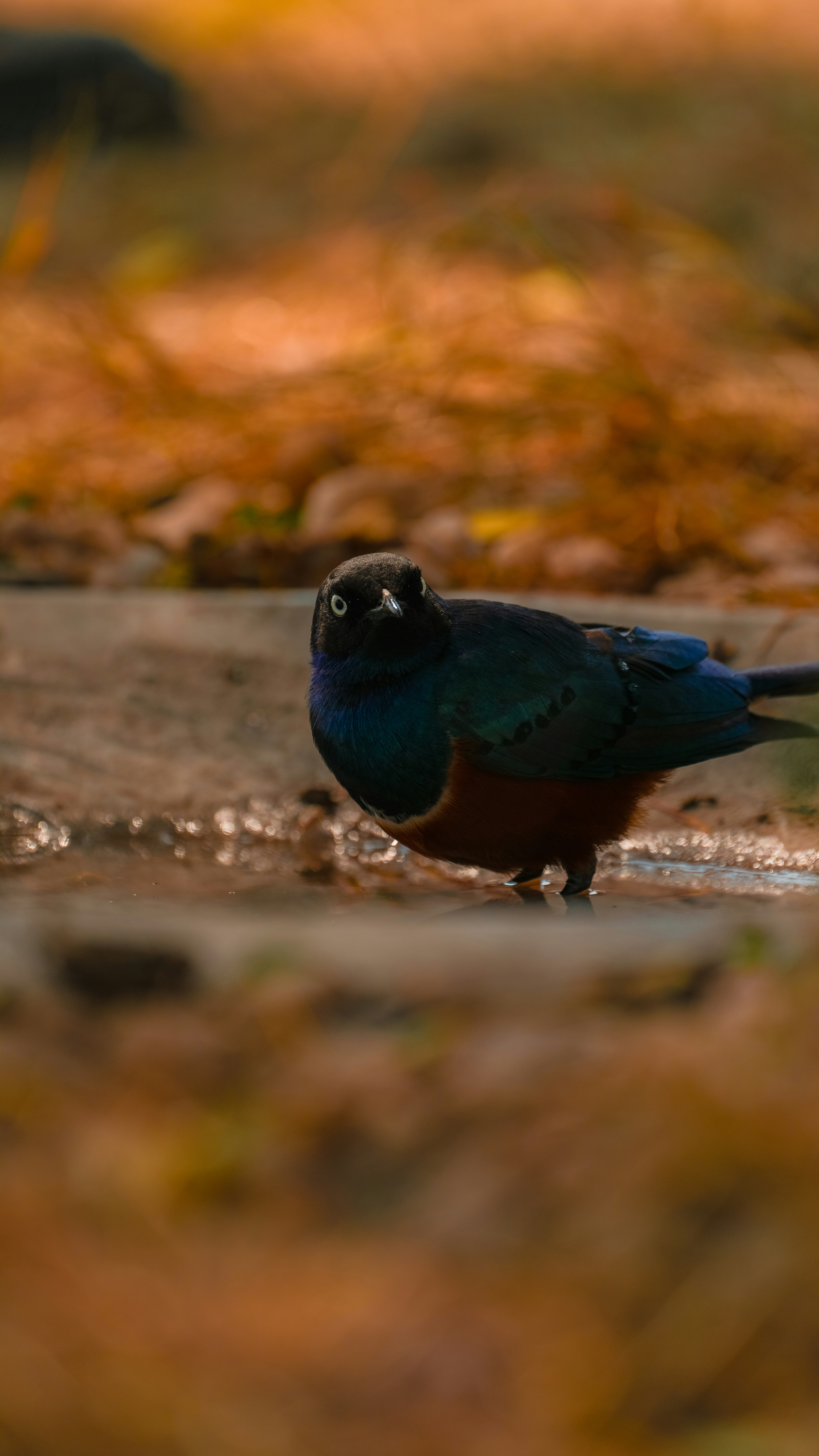 A colorful bird stands at the edge of a water source.