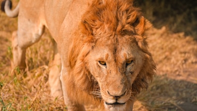 A majestic lion walks through dry grass