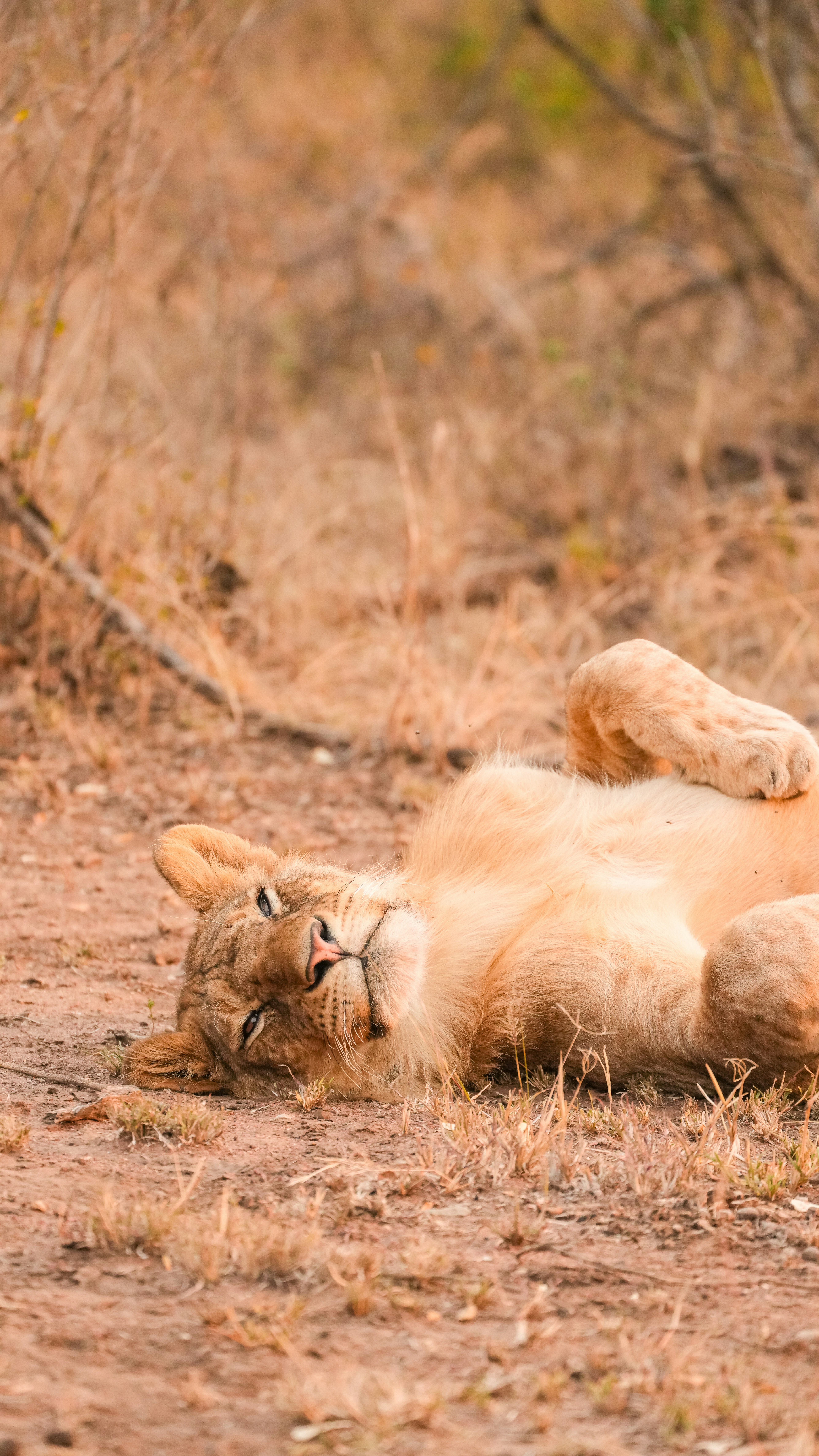 Young lion relaxing on its back in dry grass