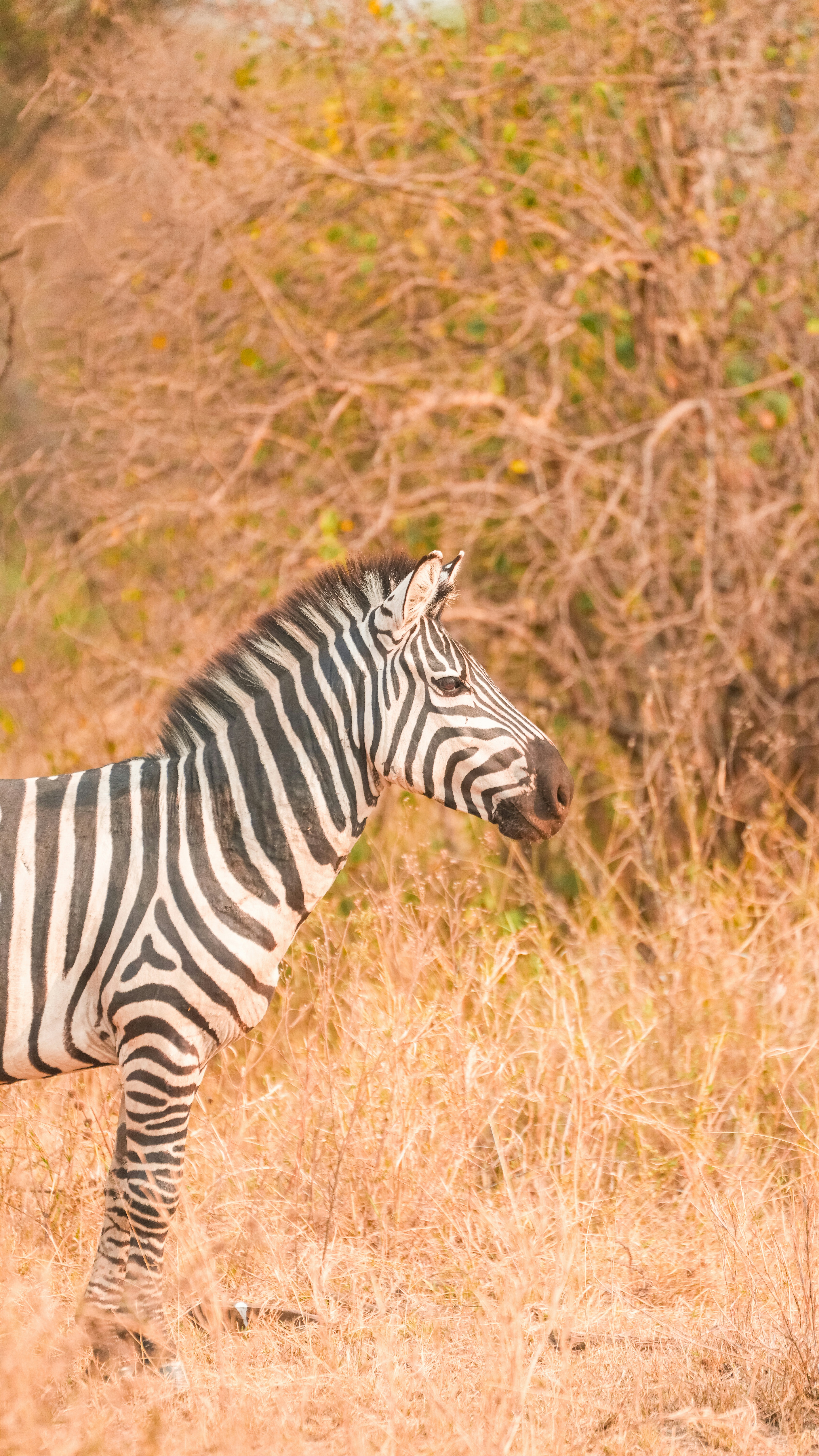 Ein Zebra steht im trockenen Gras mit Bäumen dahinter
