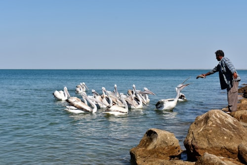 Fauna marina en las Islas Ballestas