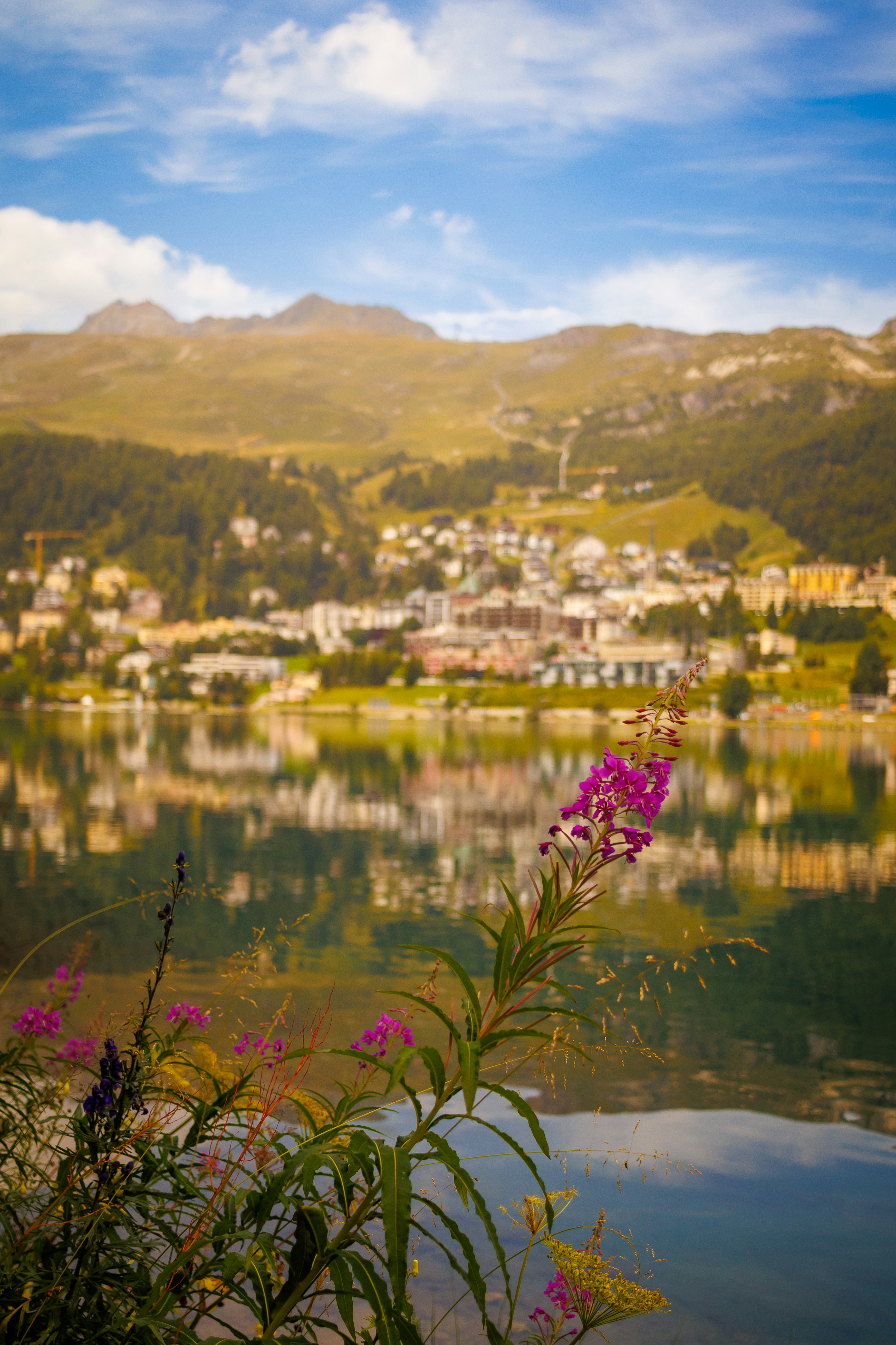 Purple flowers by a lake with a town and mountains.