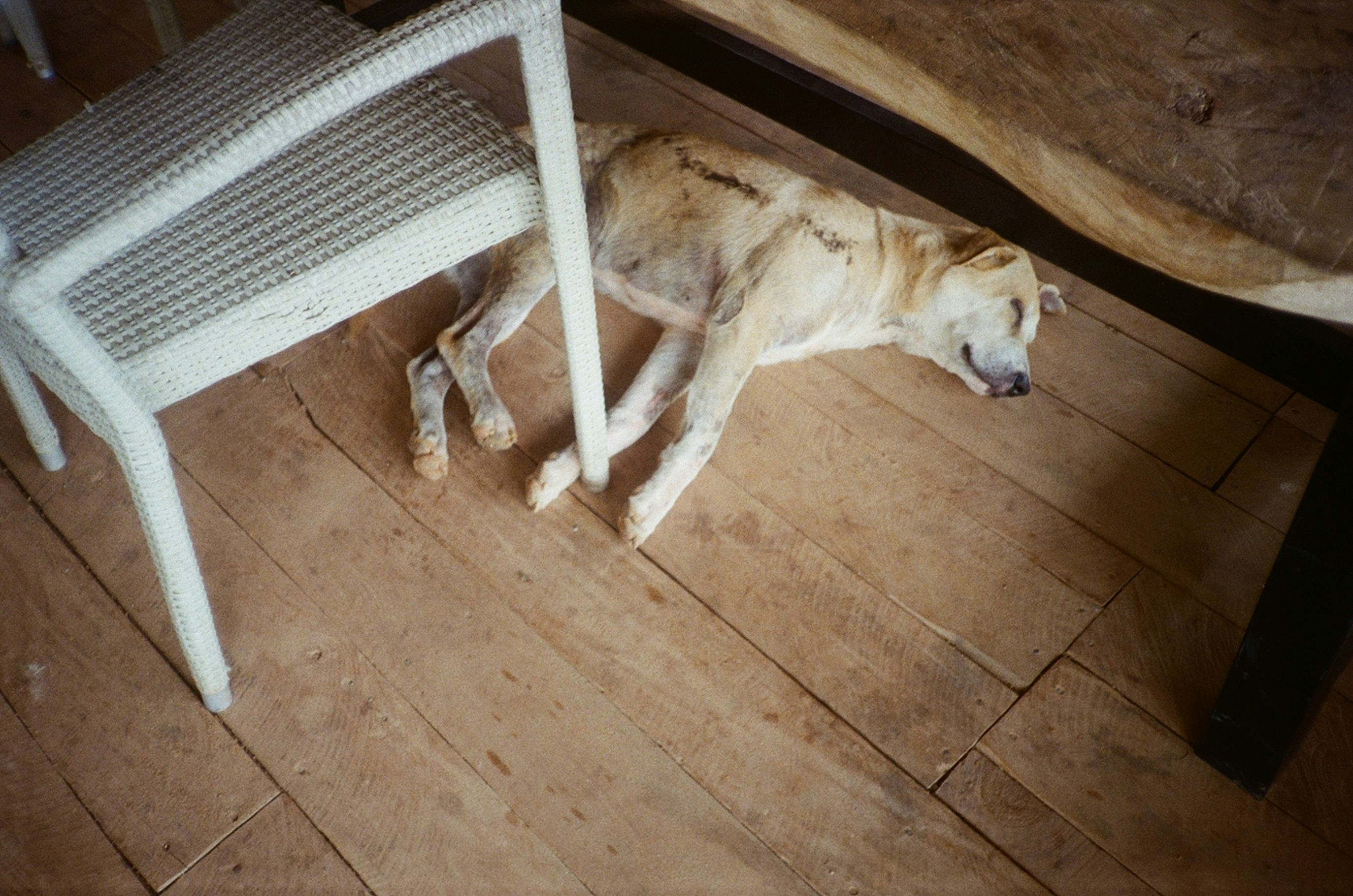 Why Your Dog Retreats to Quiet Spaces