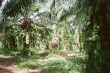 An elephant walks through a lush palm oil plantation.