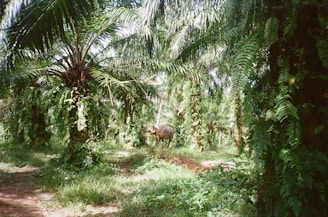 An elephant walks through a lush palm oil plantation.