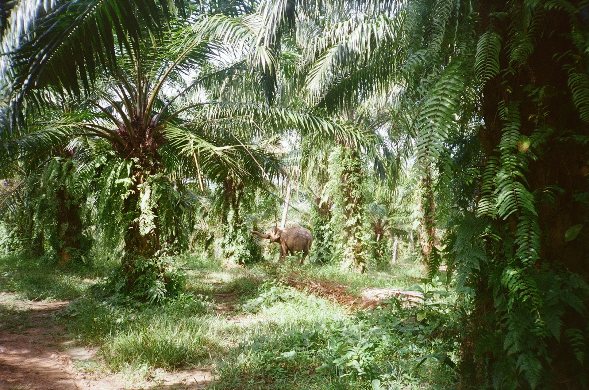 An elephant walks through a lush palm oil plantation.