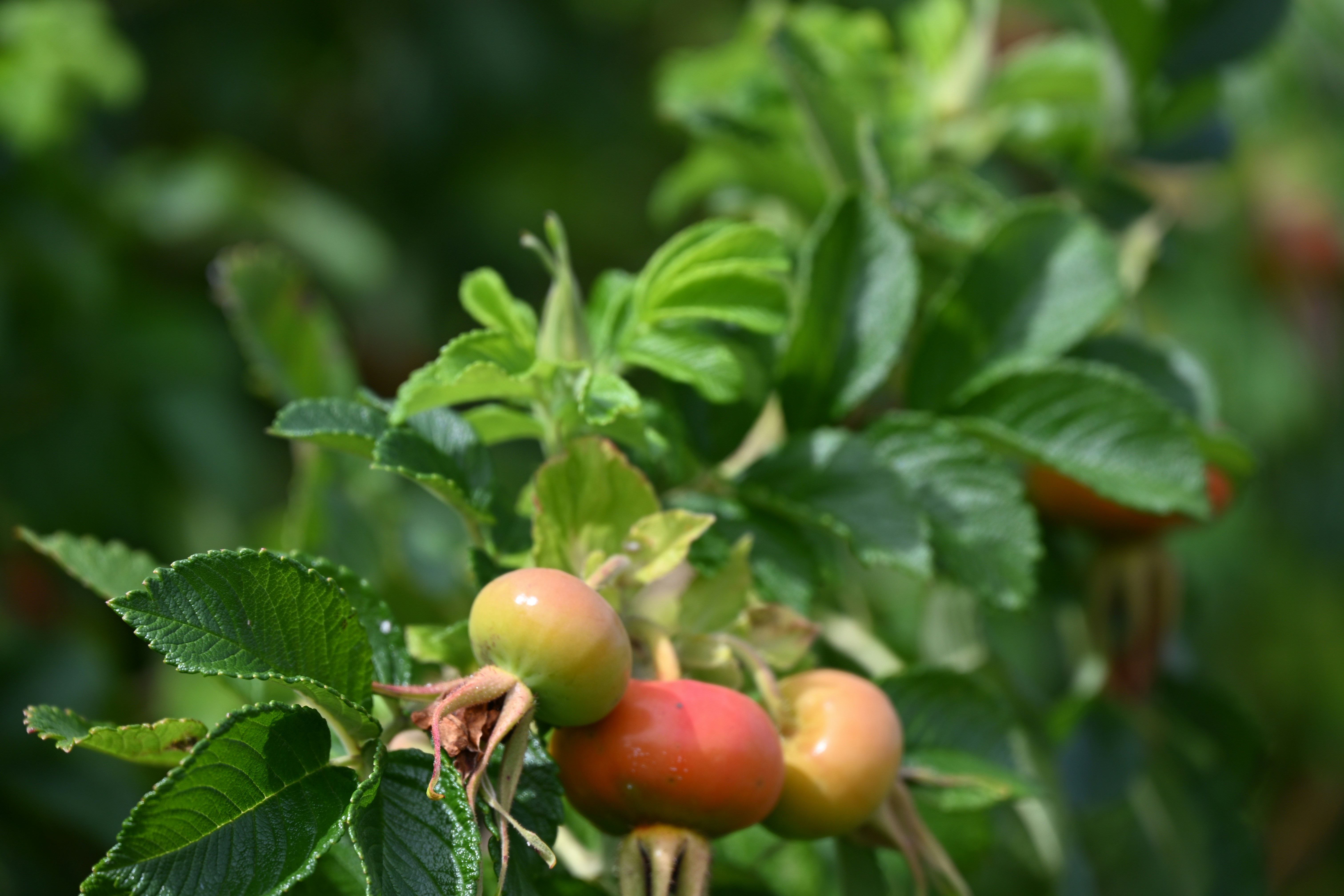 Photo by justmejuliee