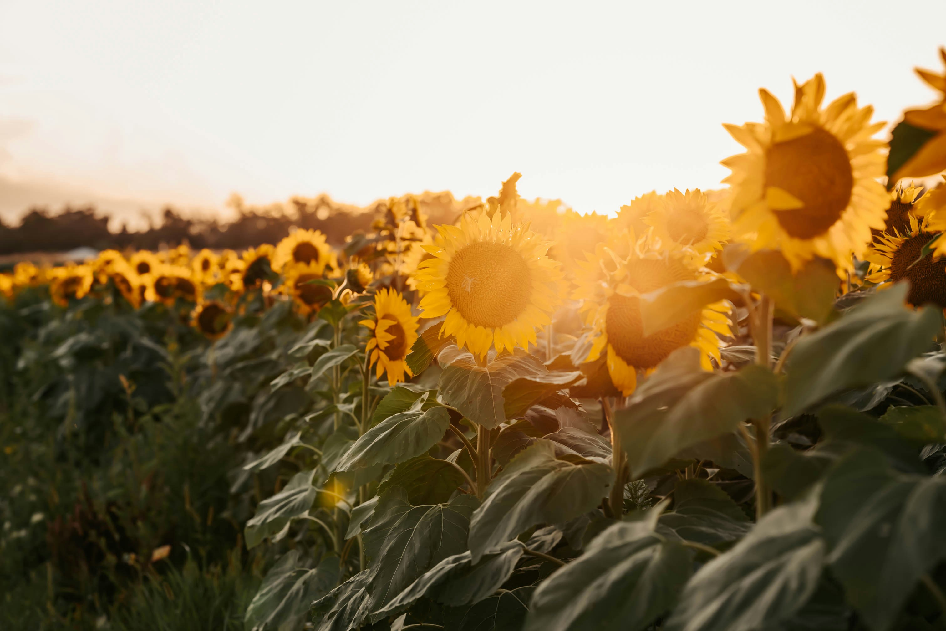 Trends In Classic Automobile Car Dealerships That Are Crucial For Collectors To Comprehend