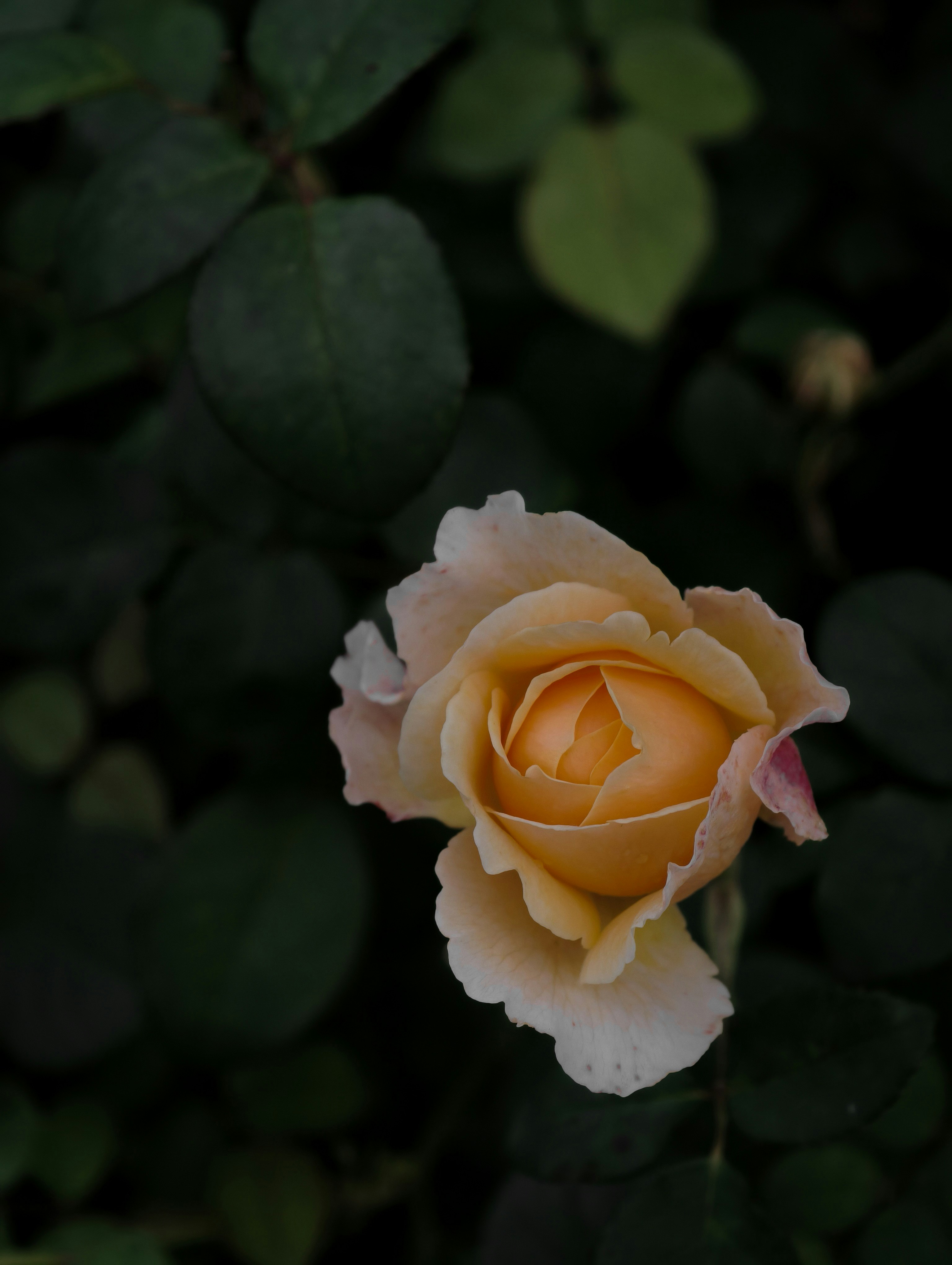 Photo by ann_integra