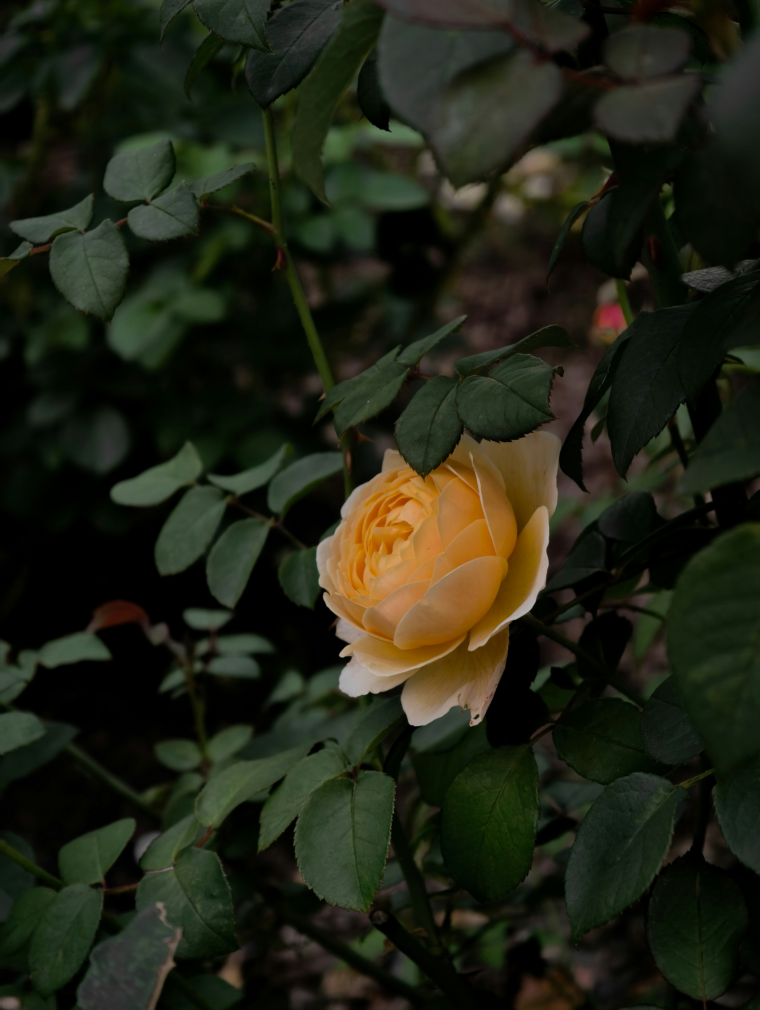 Photo by ann_integra