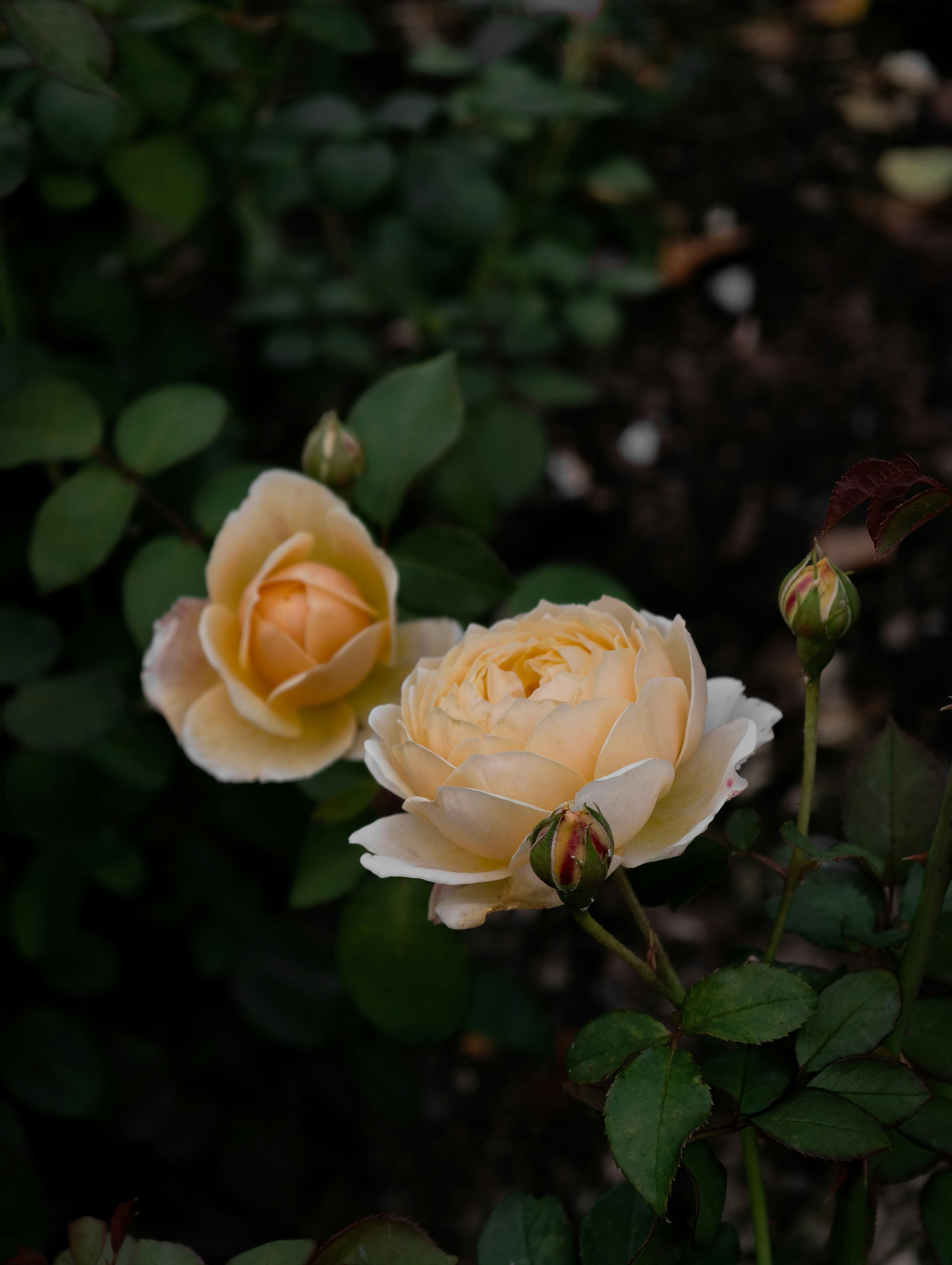 Photo by ann_integra