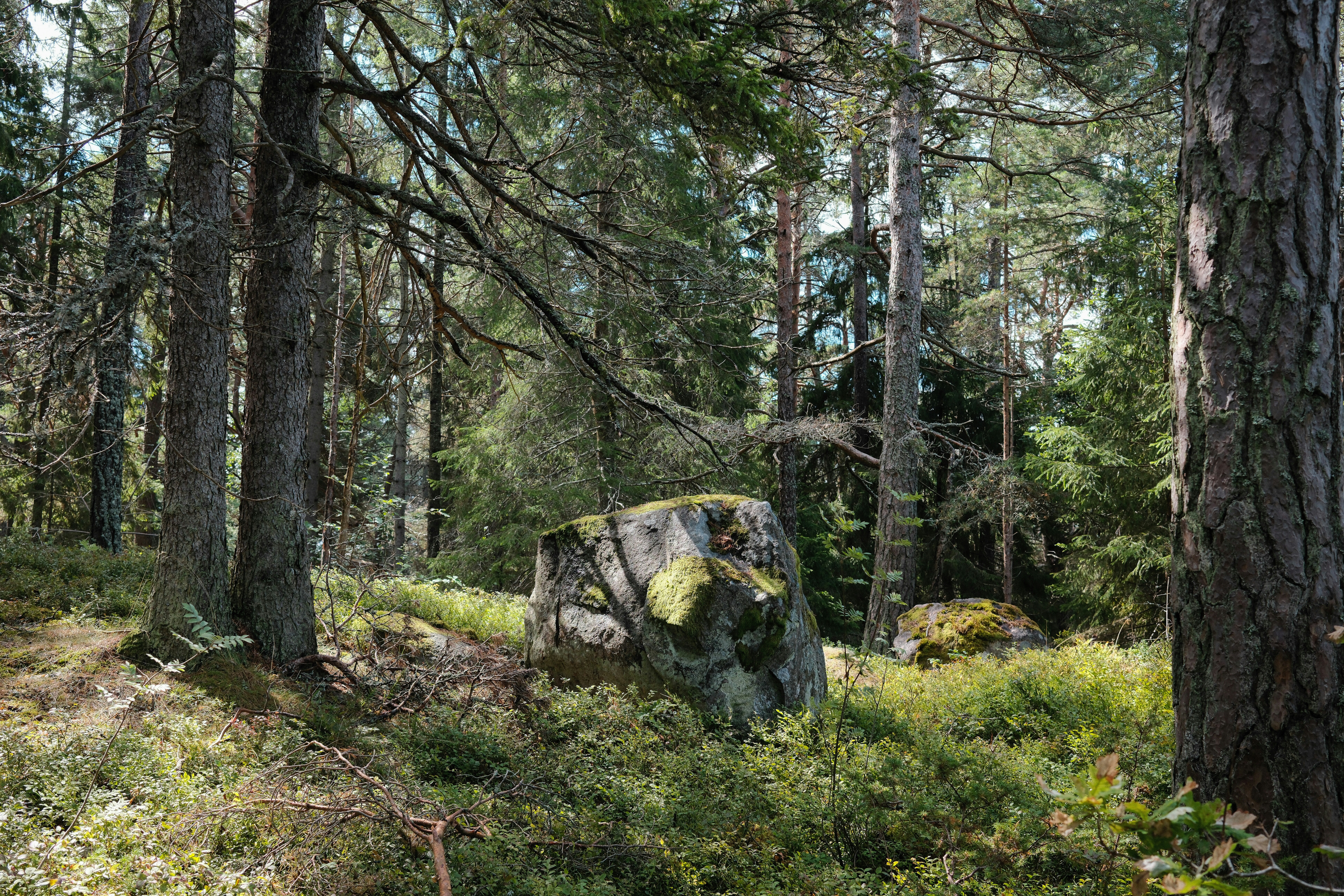 Sunlit forest clearing with large mossy boulder