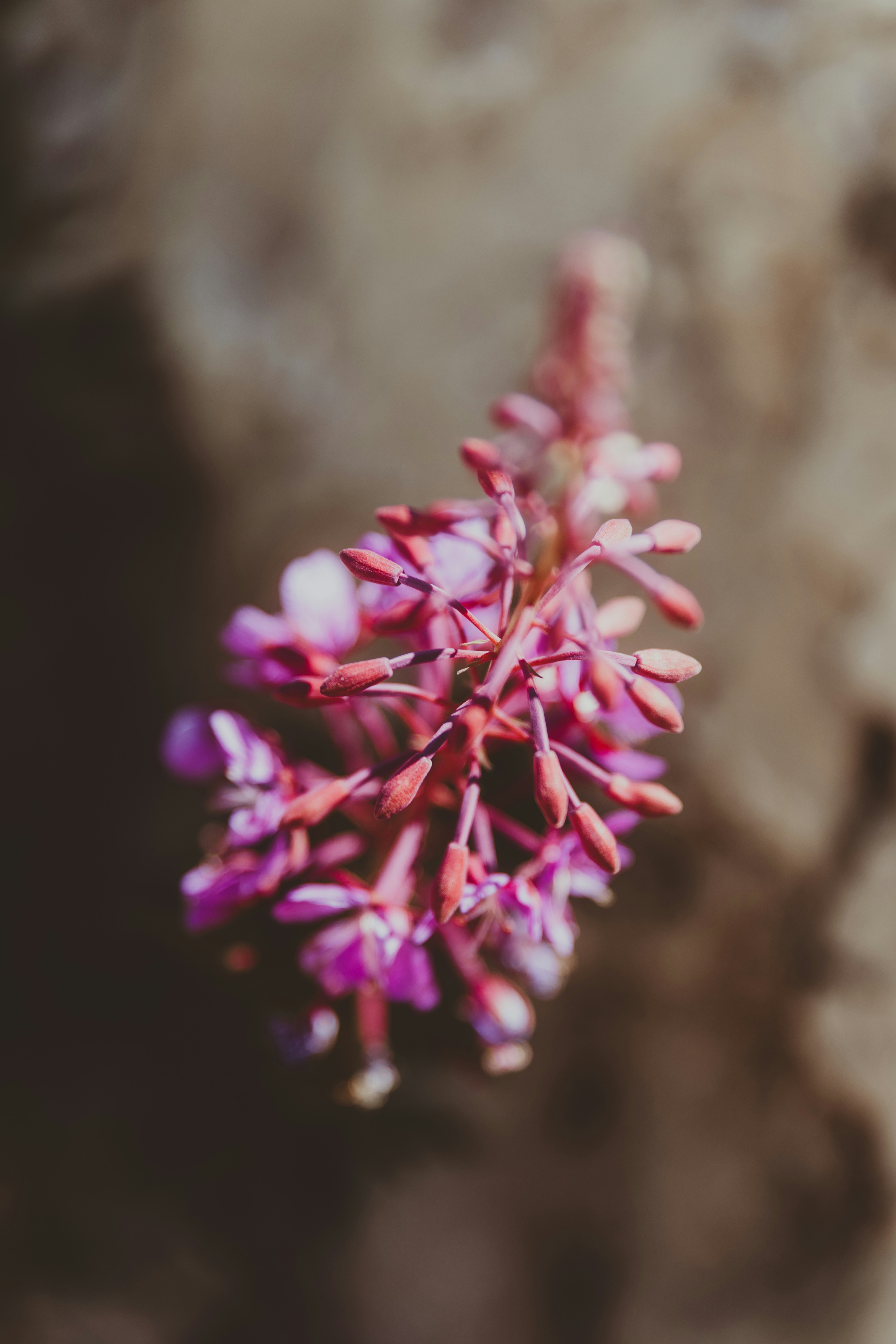 Gros plan d’une fleur rose avec des bourgeons