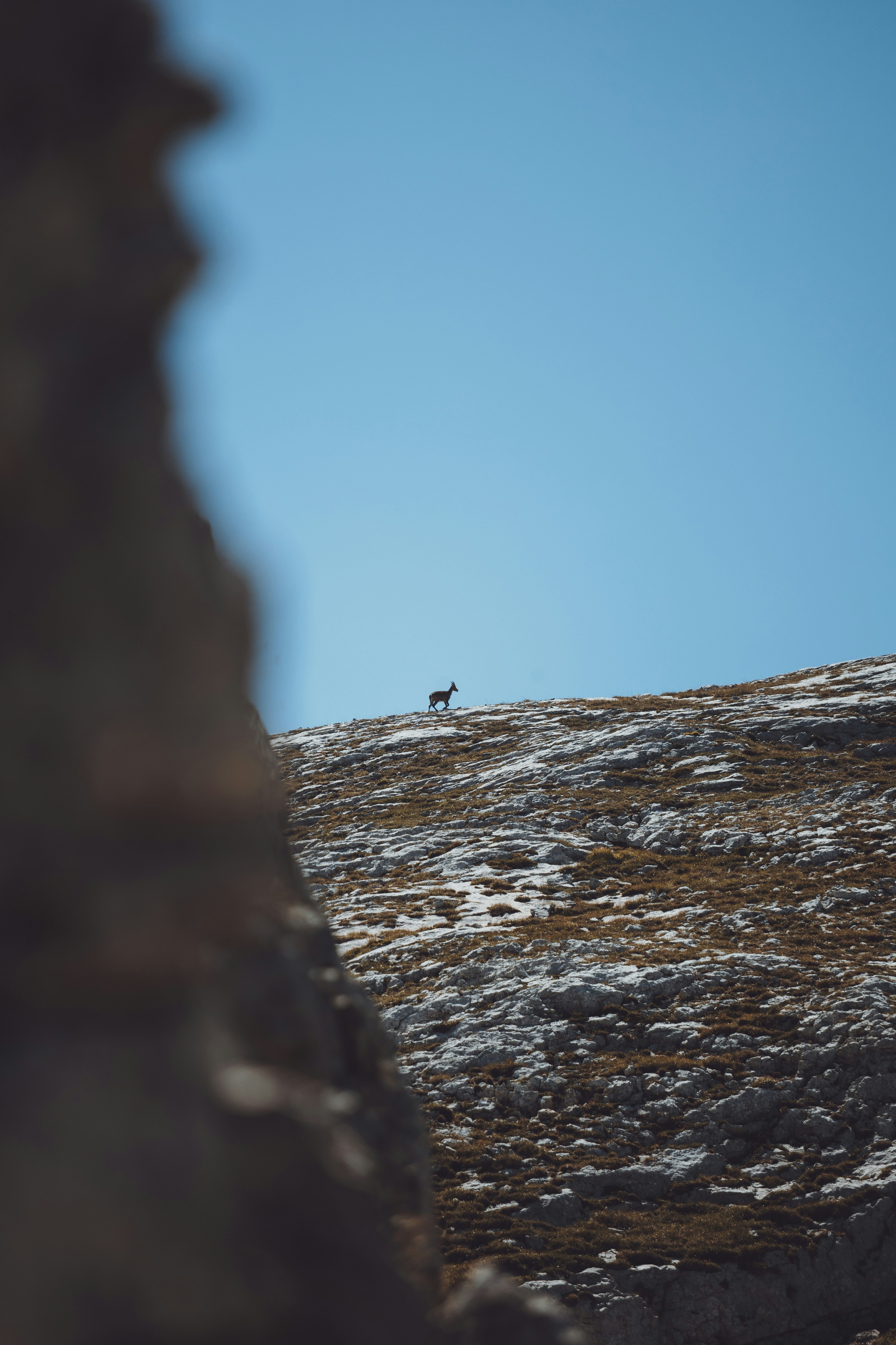 Une chèvre solitaire se tient sur une montagne rocheuse sous un ciel clair.