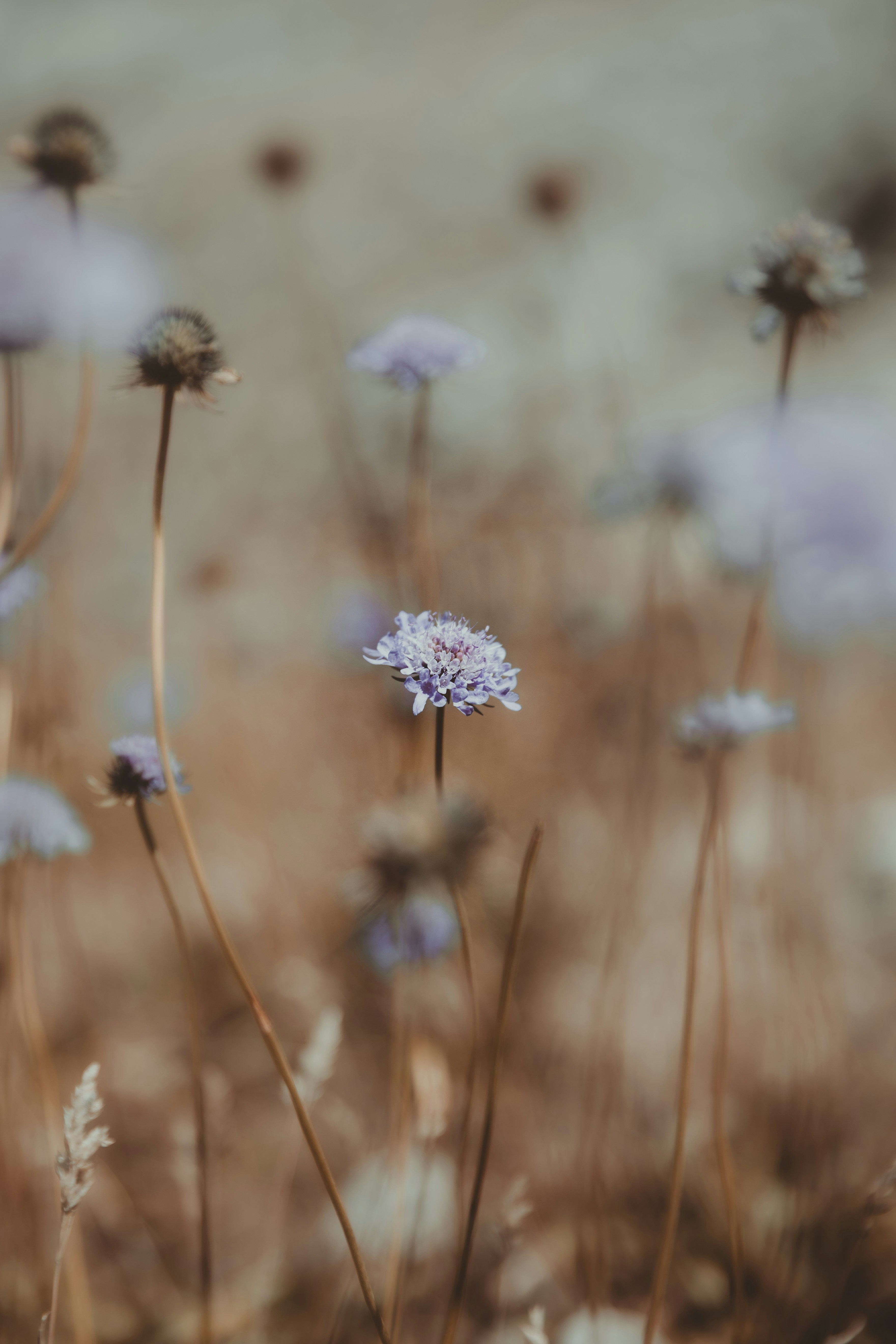 De délicates fleurs sauvages violettes fleurissent dans un champ.