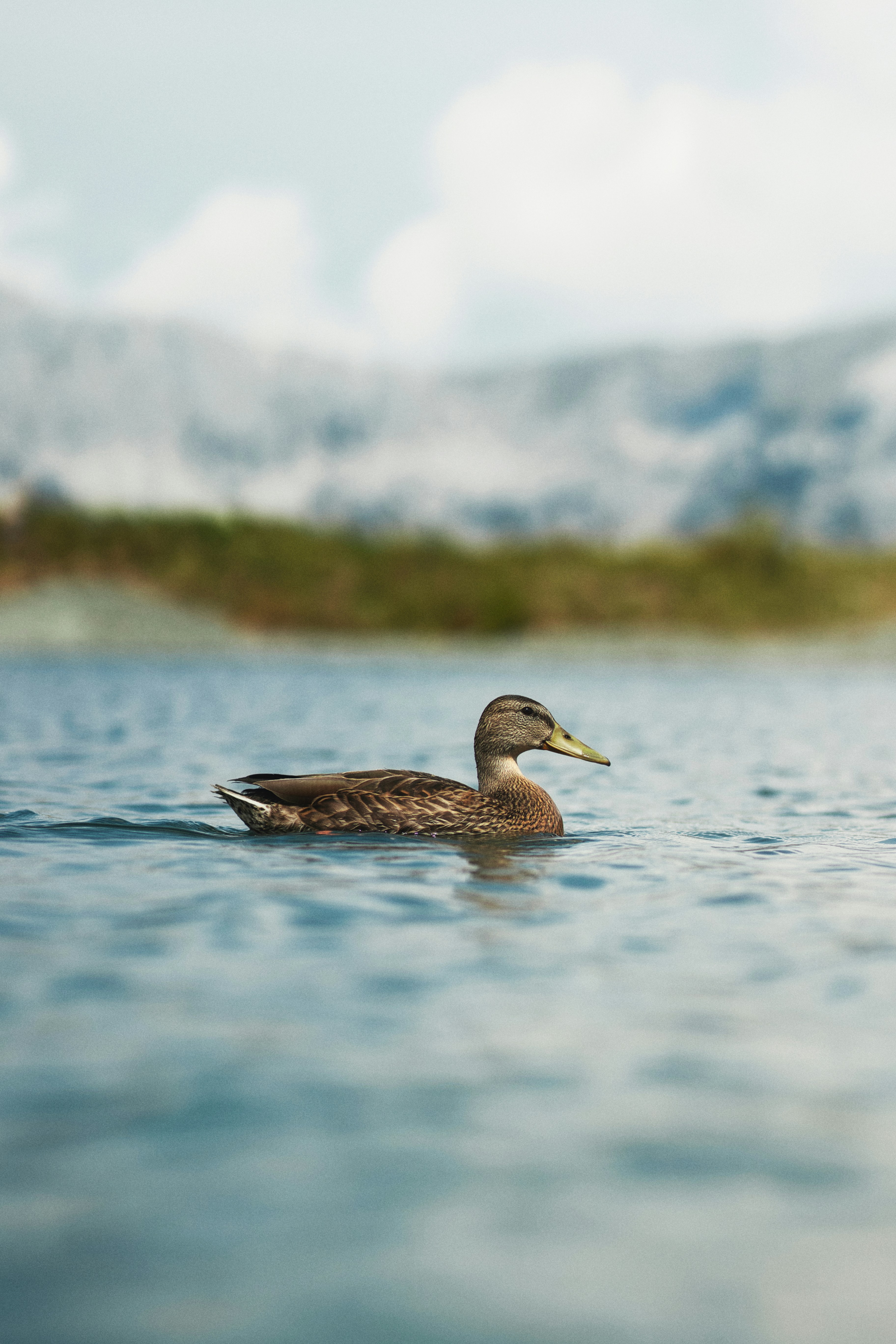A duck swims on a calm lake with mountains background.