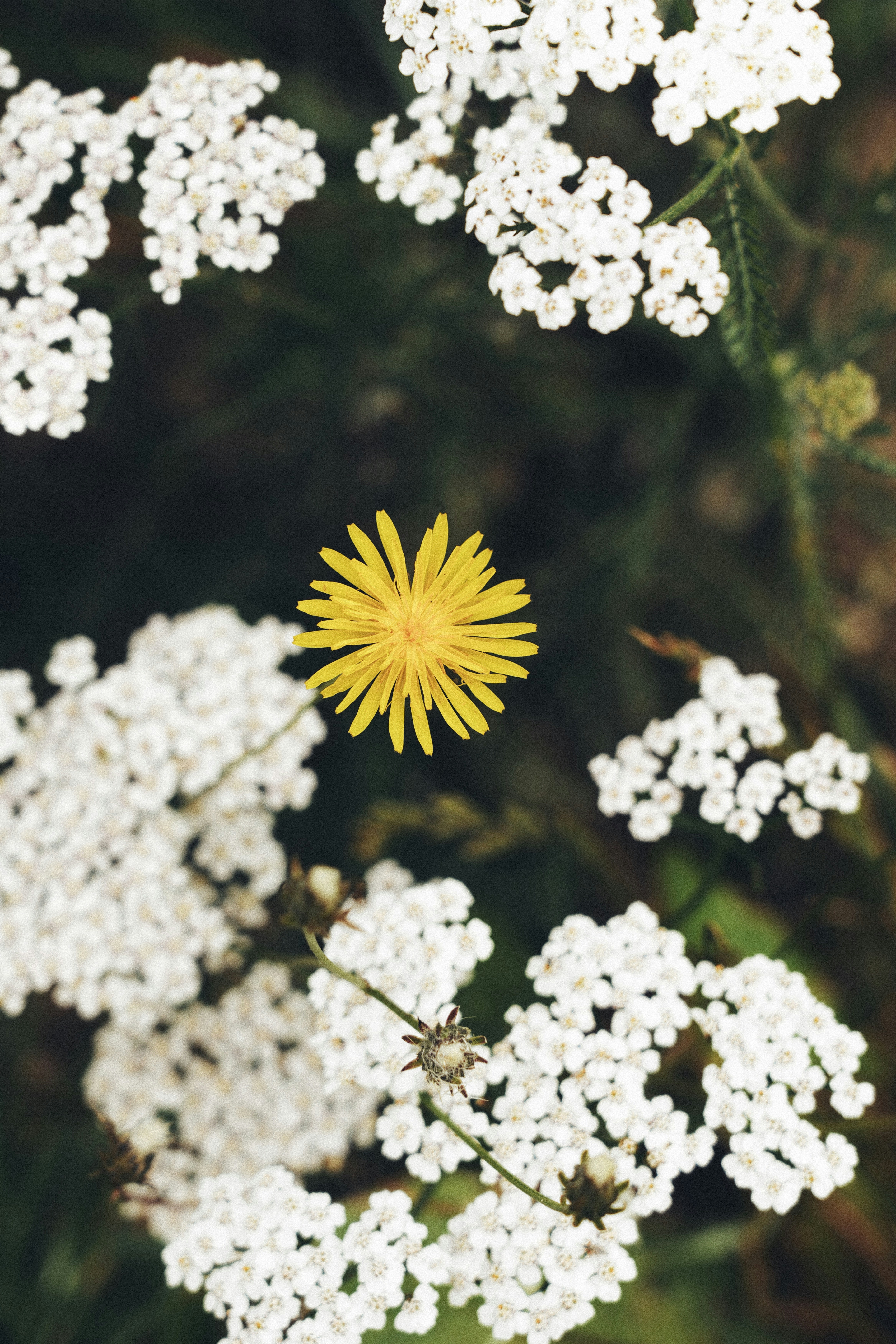 Clusters zarter weißer Blüten