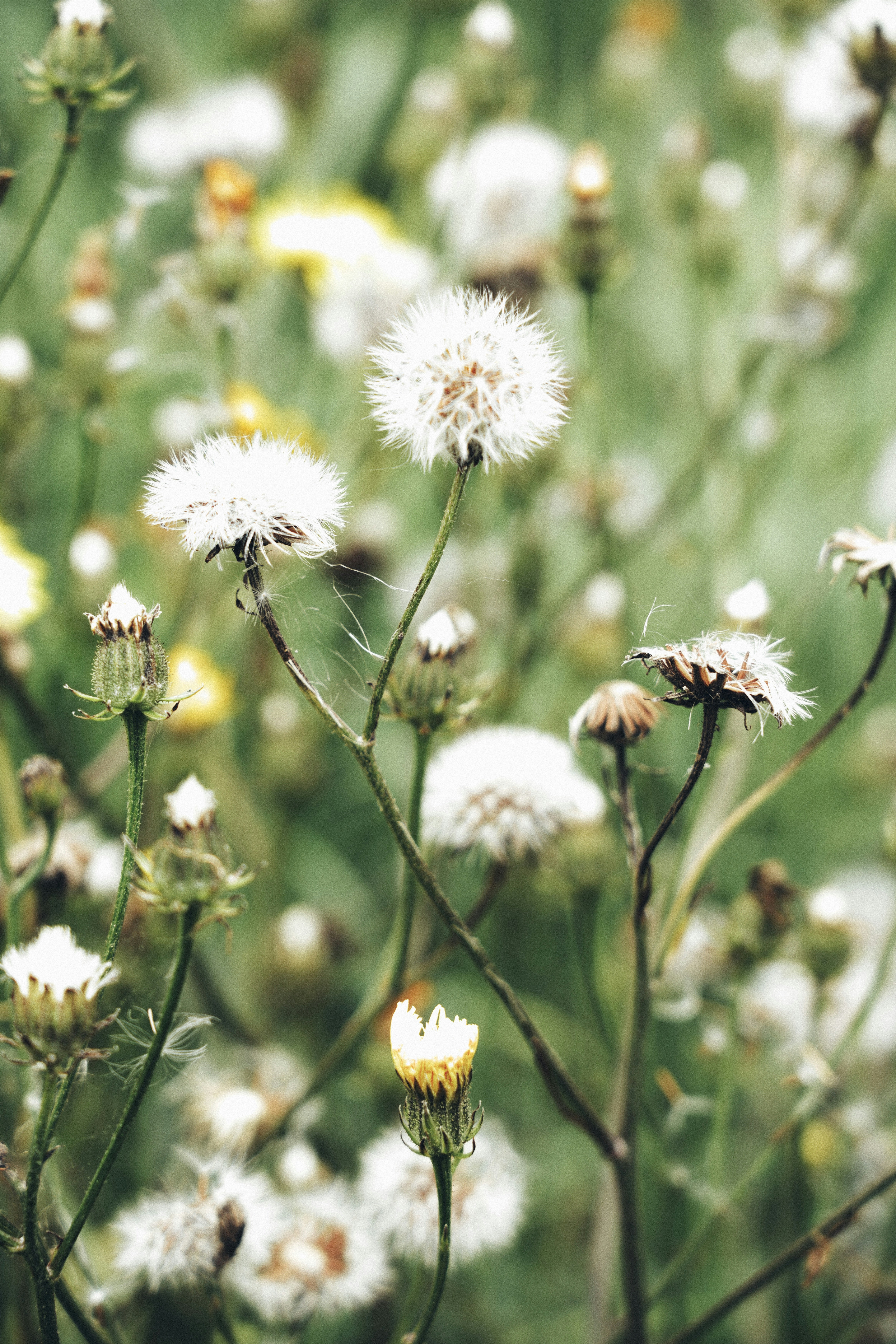 Seed heads and budding flowers
