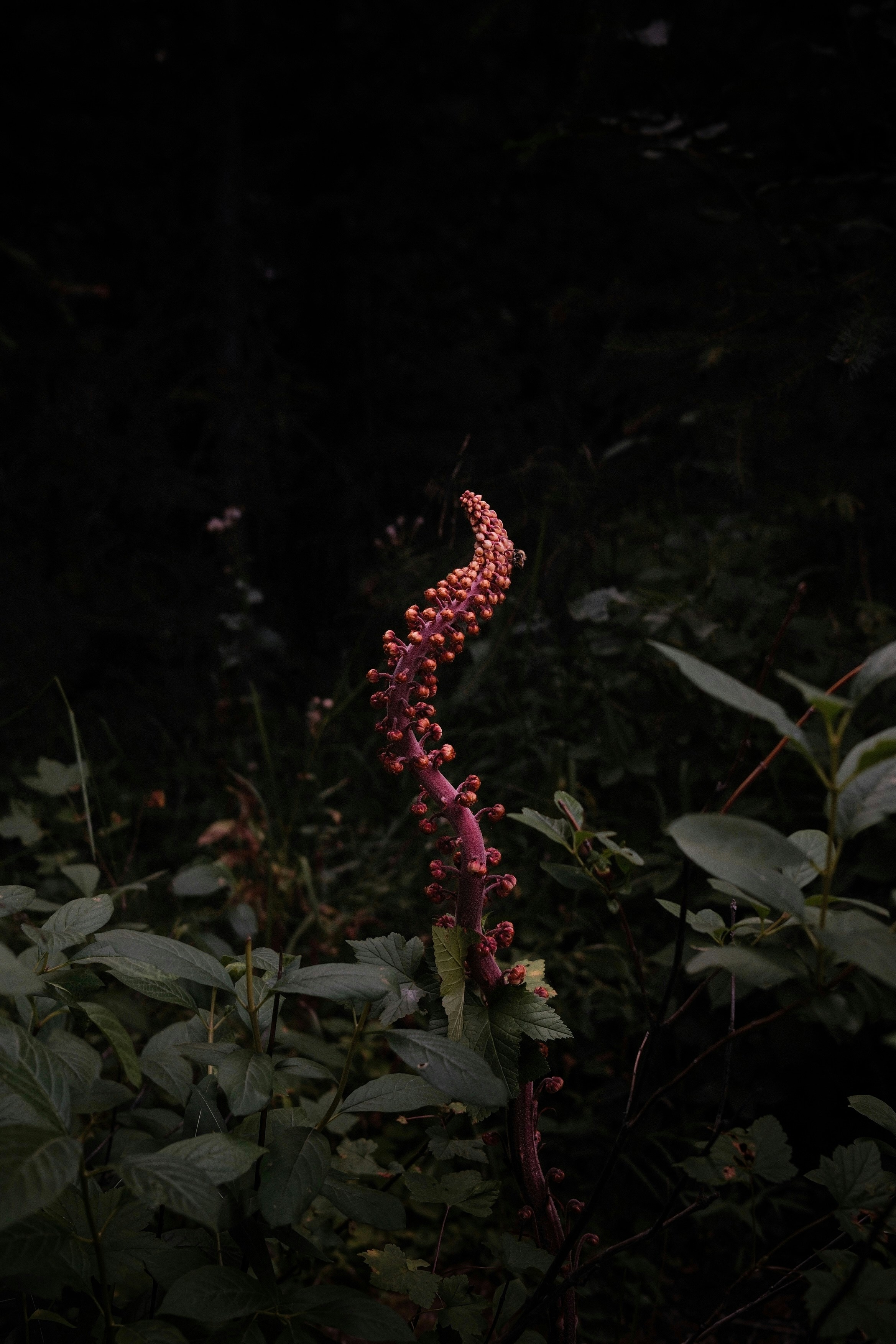 A single pink flowering plant in a dark forest.