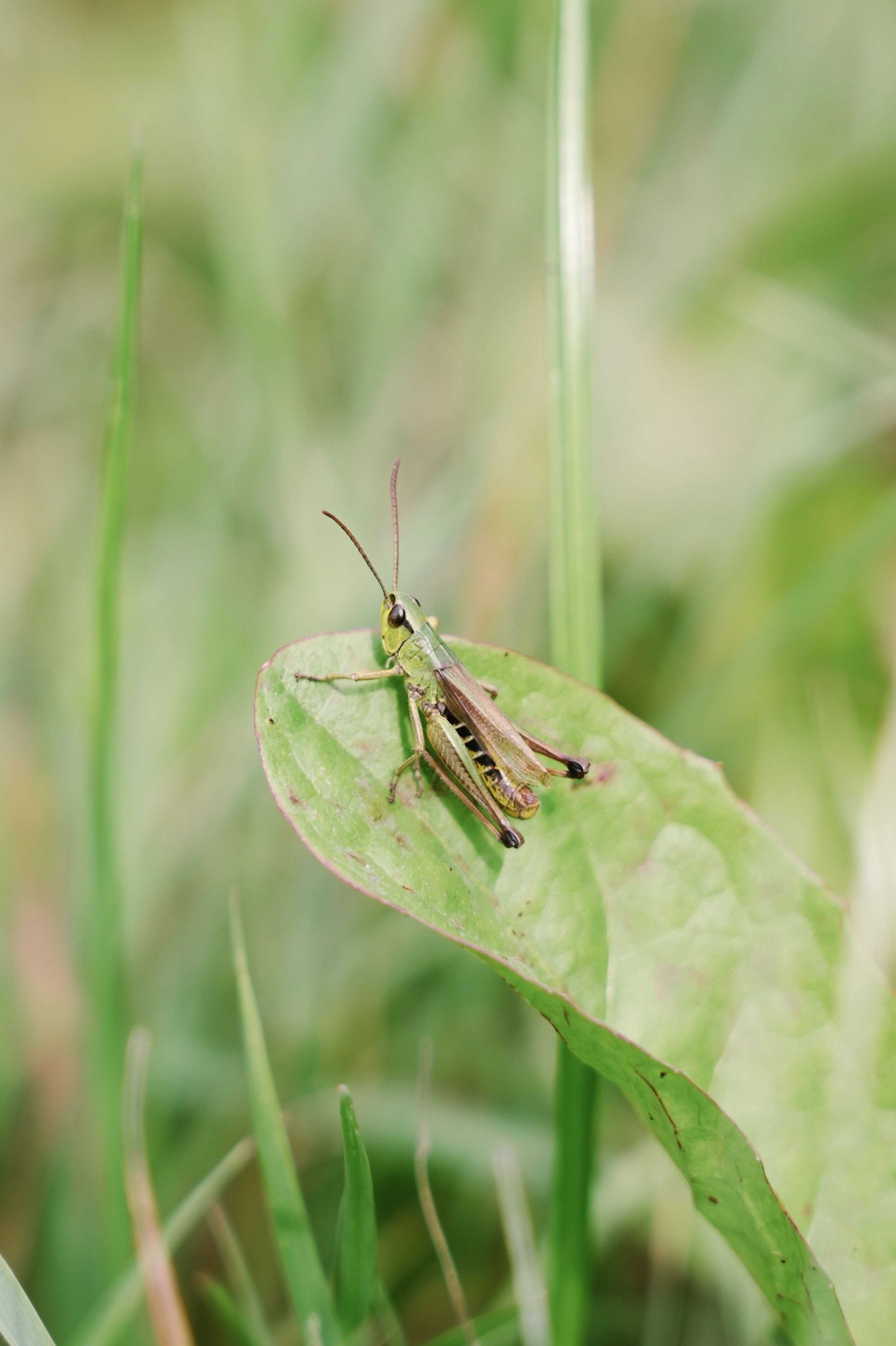 Details seines Körpers und seiner Antennen