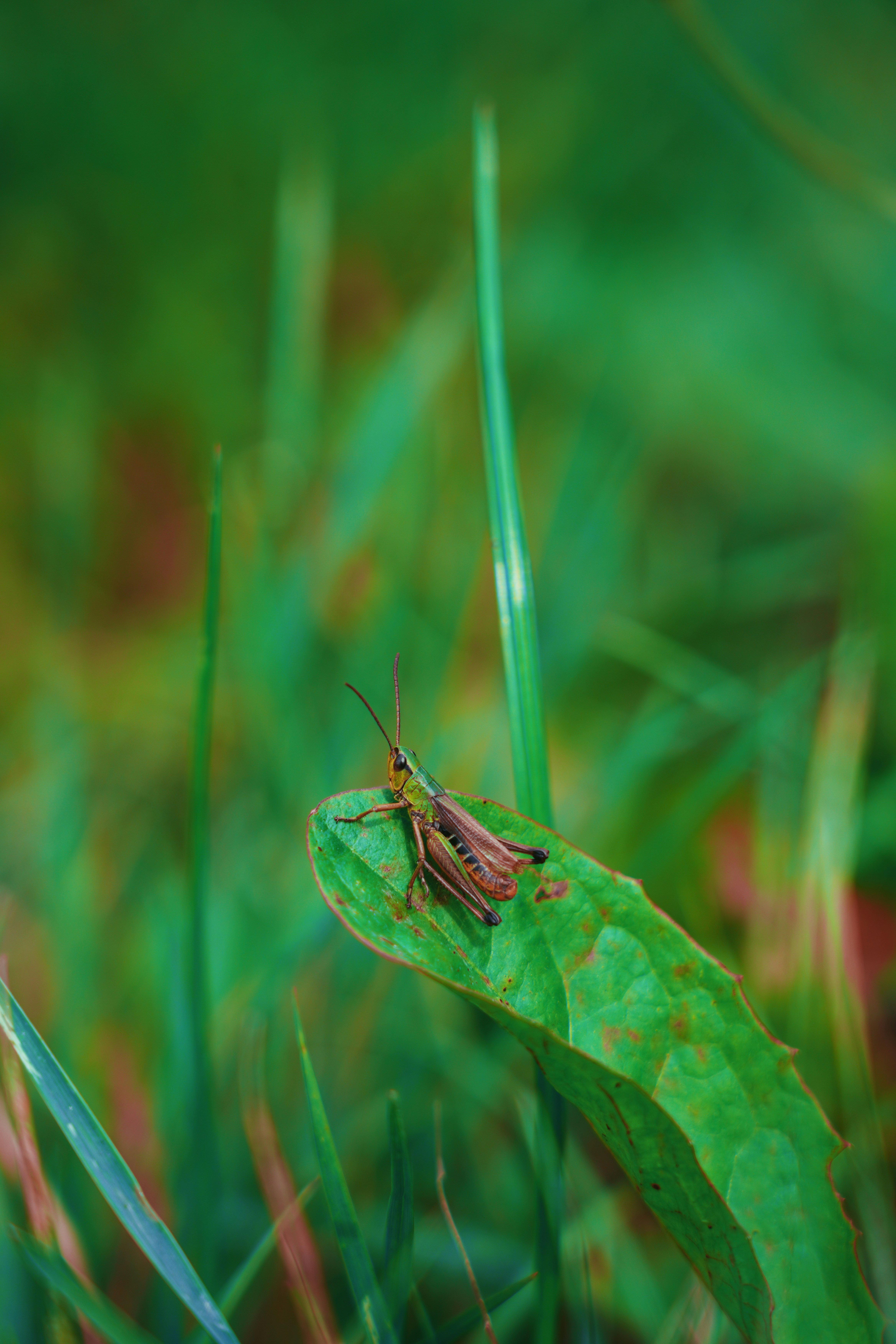 Details des Grashüpfers